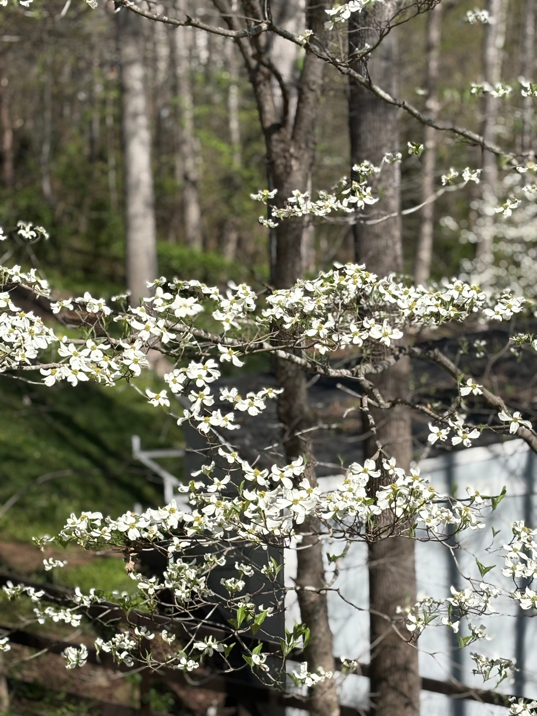 Picture of a Dogwood tree with beautiful white blossoms. 