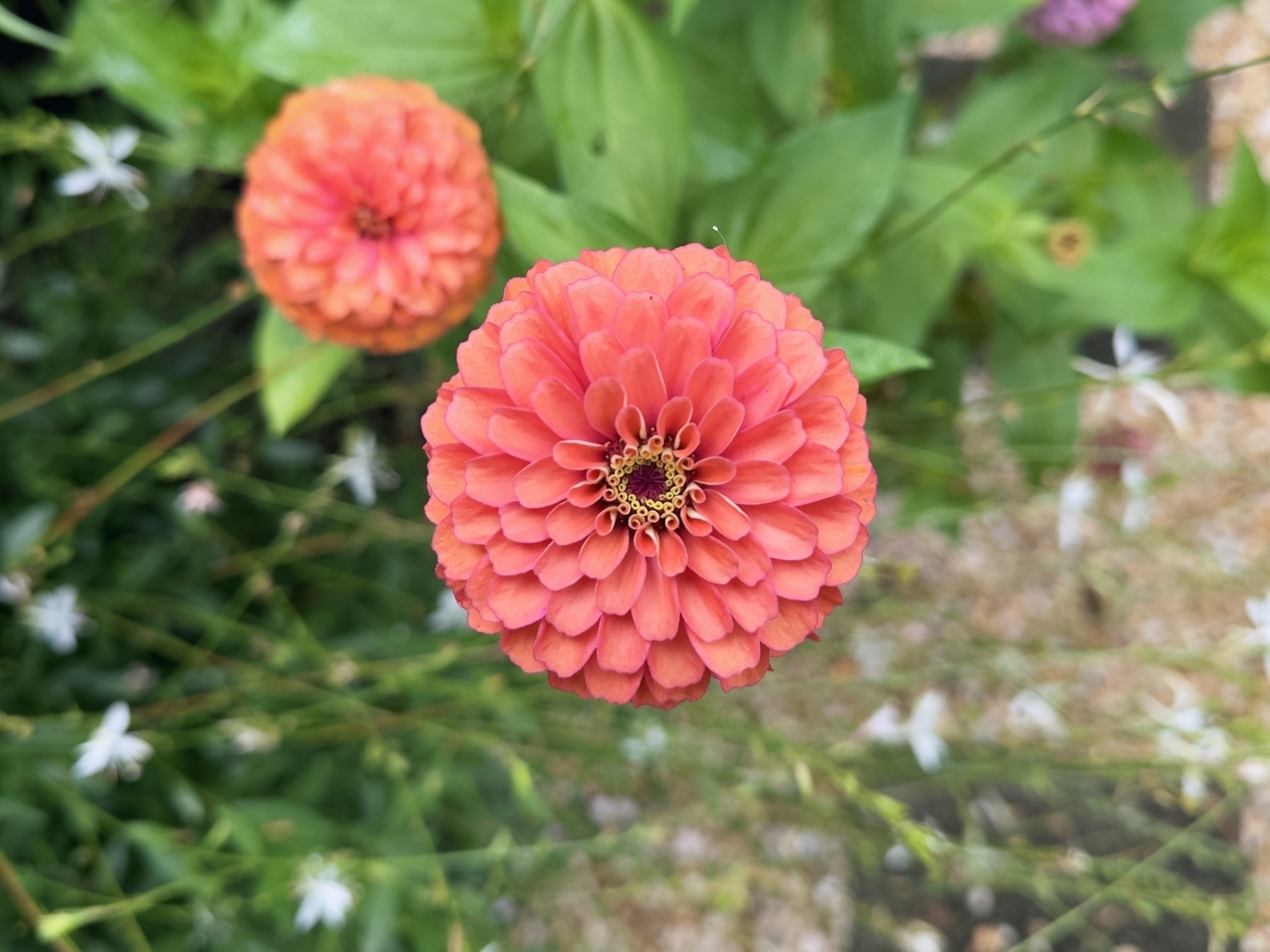 A coral-colored zinnia with about a billion little petals. 