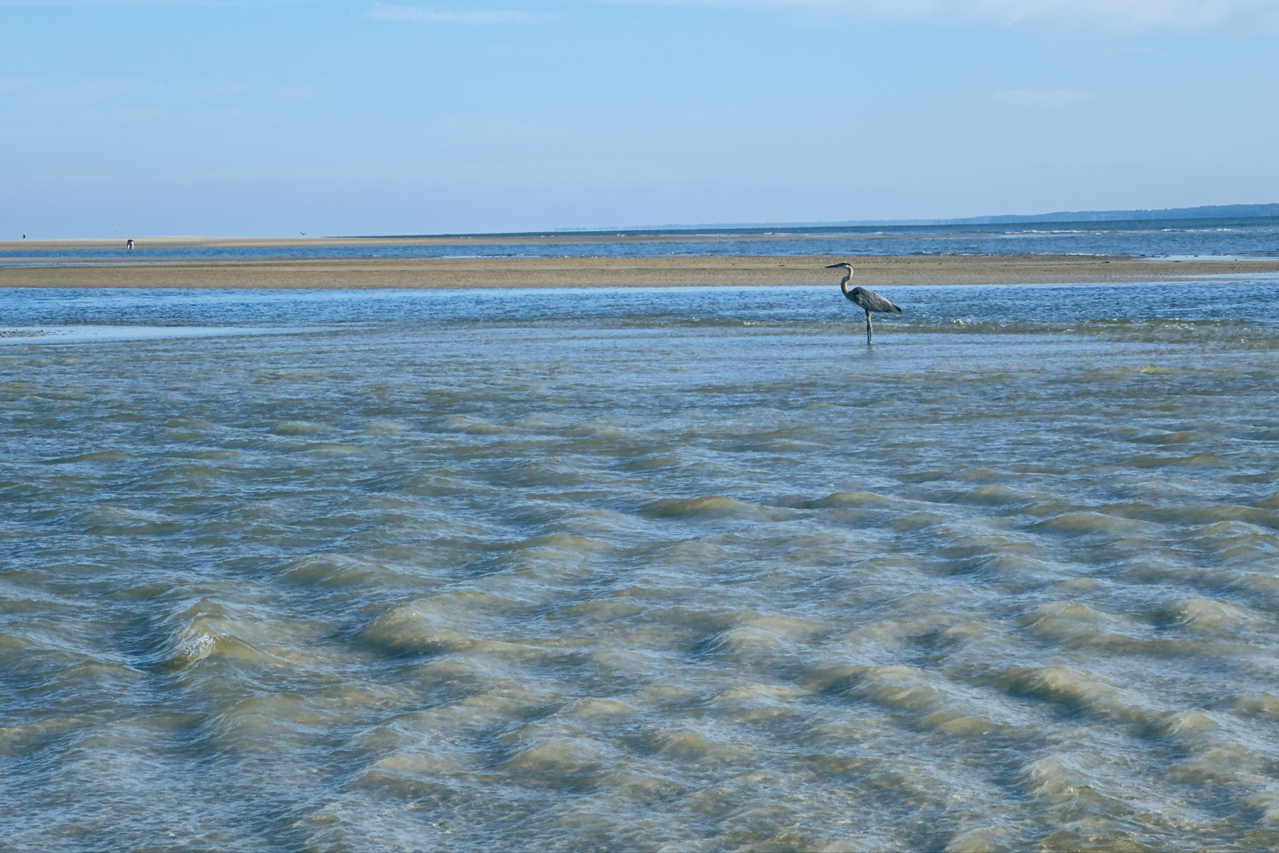 A heron-type bird looks on from very shallow waters of a low-tide beach.
