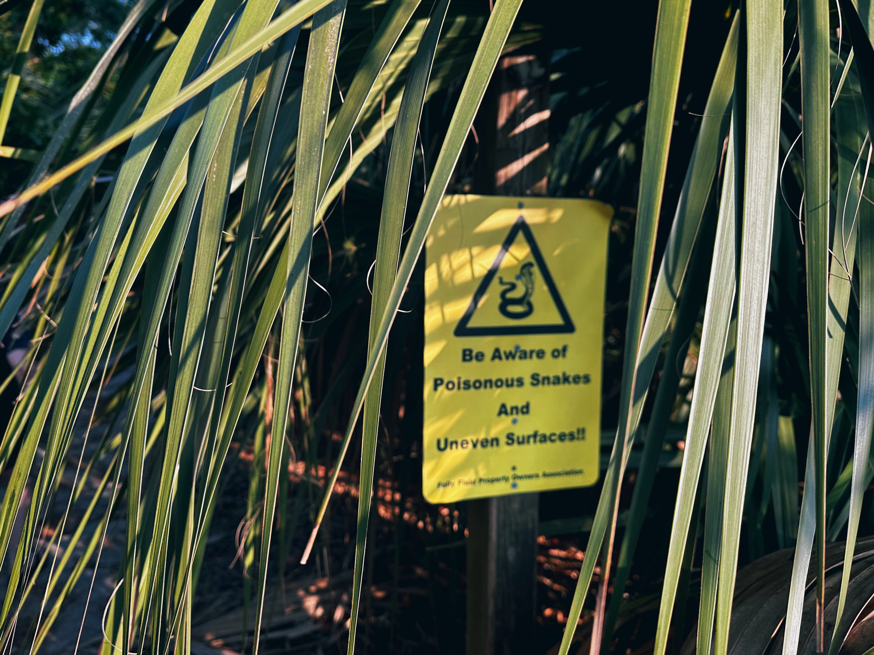 A yellow sign reading “Be Aware of Poisonous Snakes and Uneven Surfaces” is seen behind the fronds of a palm tree. The sign features an illustration of a cobra (?!) inside of a triangle.