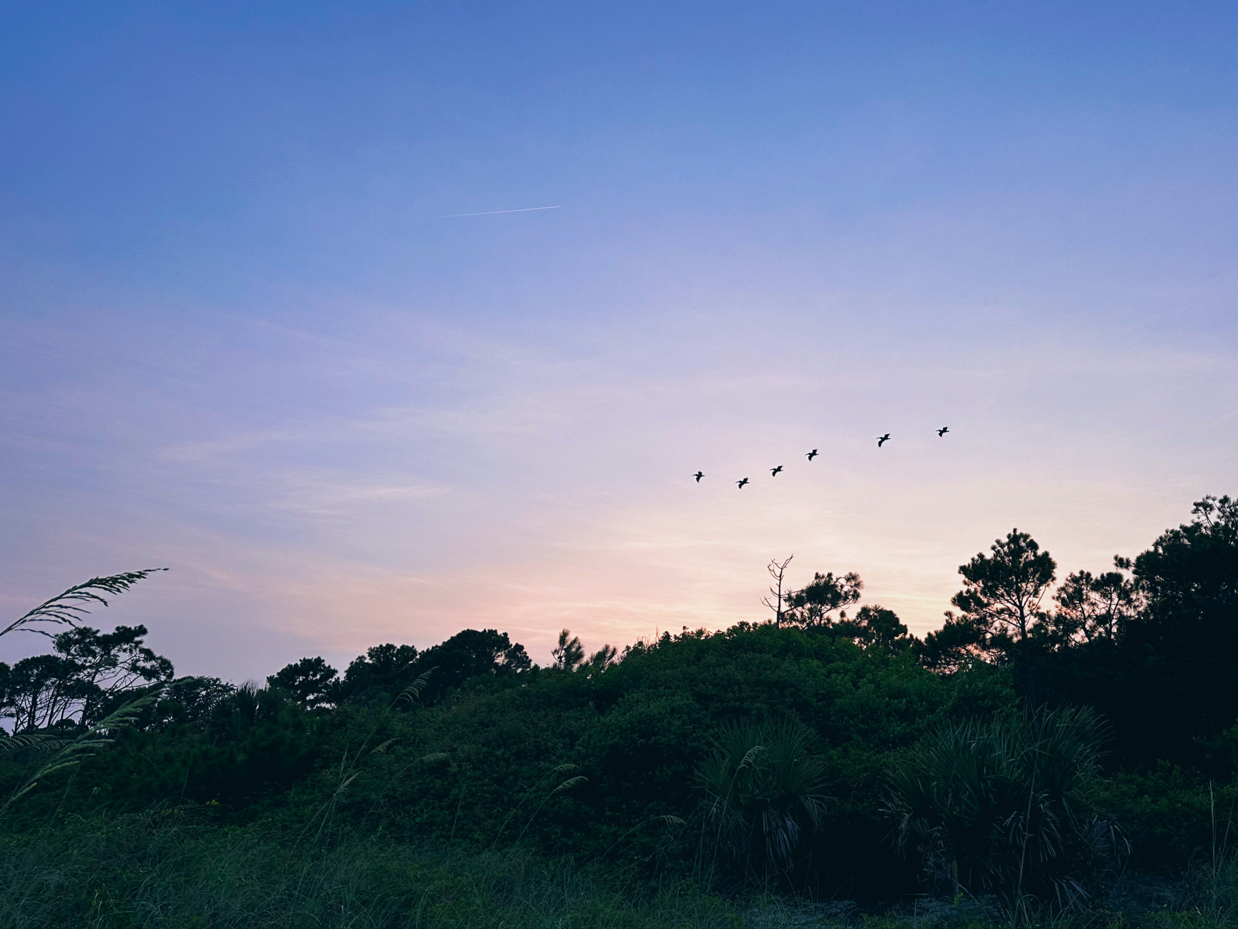 A small flock of six pelicans flies over some trees in front of a sunset sky.