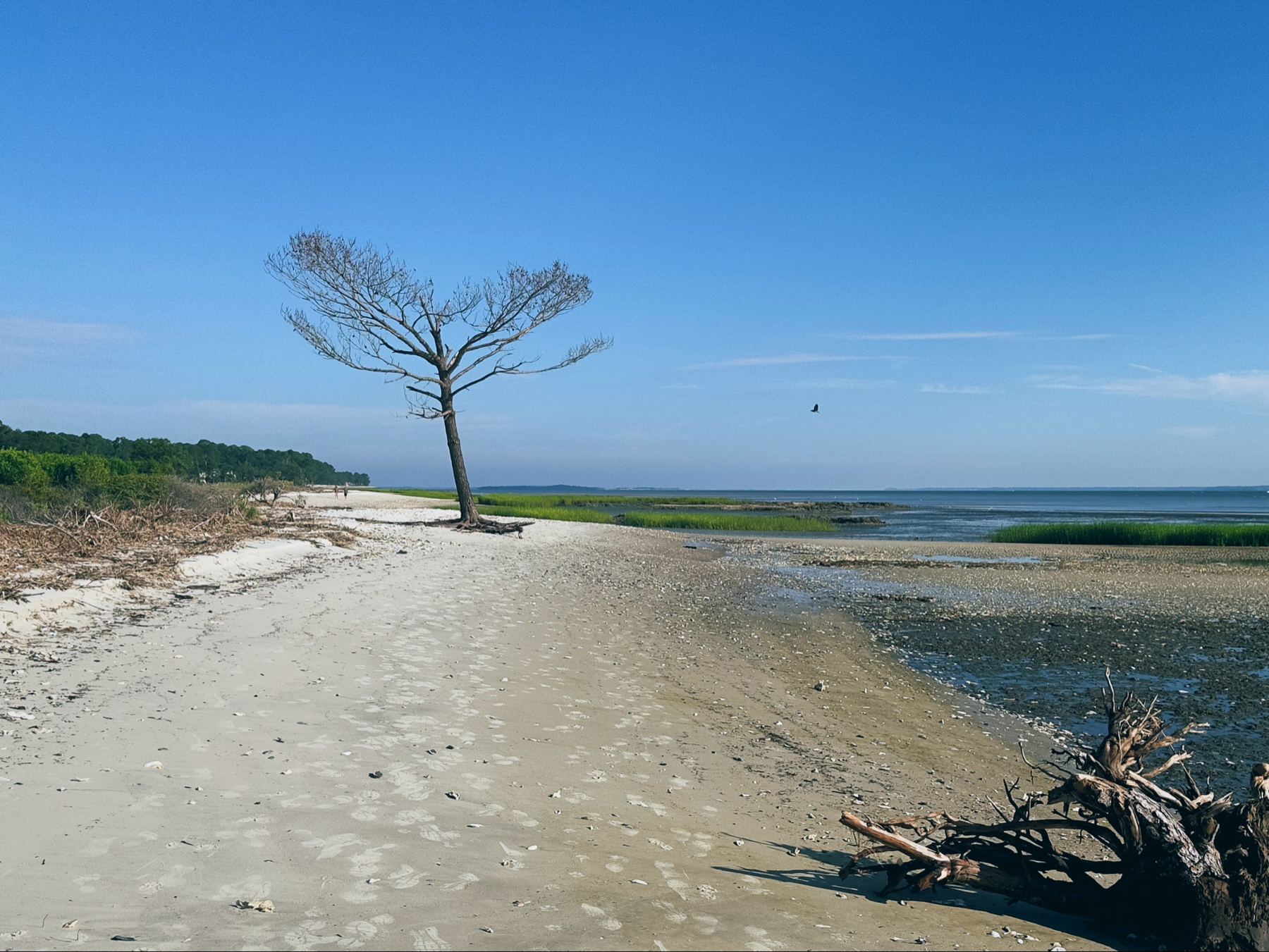 A dead tree stands tall on a beach, looking sort of like a branchy Y. More dead tree remains in the foreground.