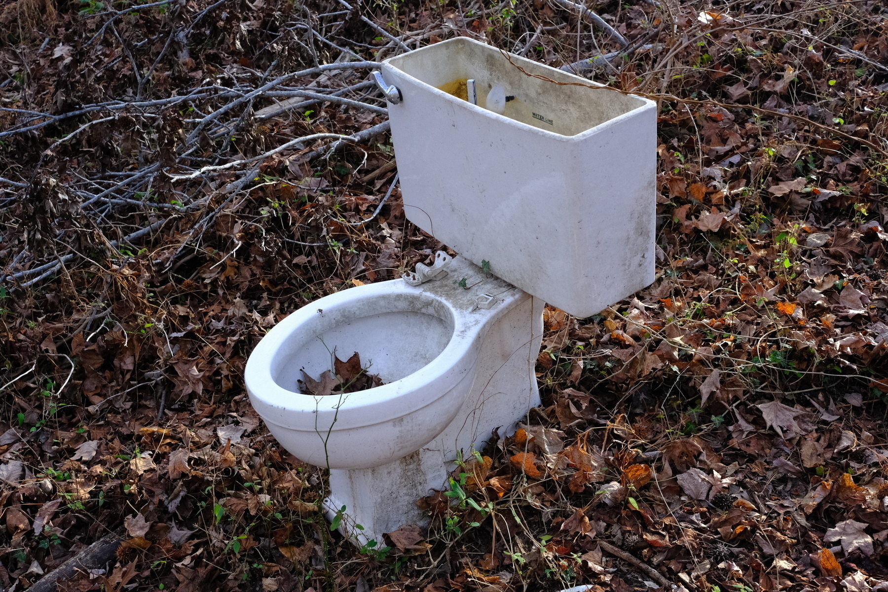 A white porcelain toilet discarded in the forest.