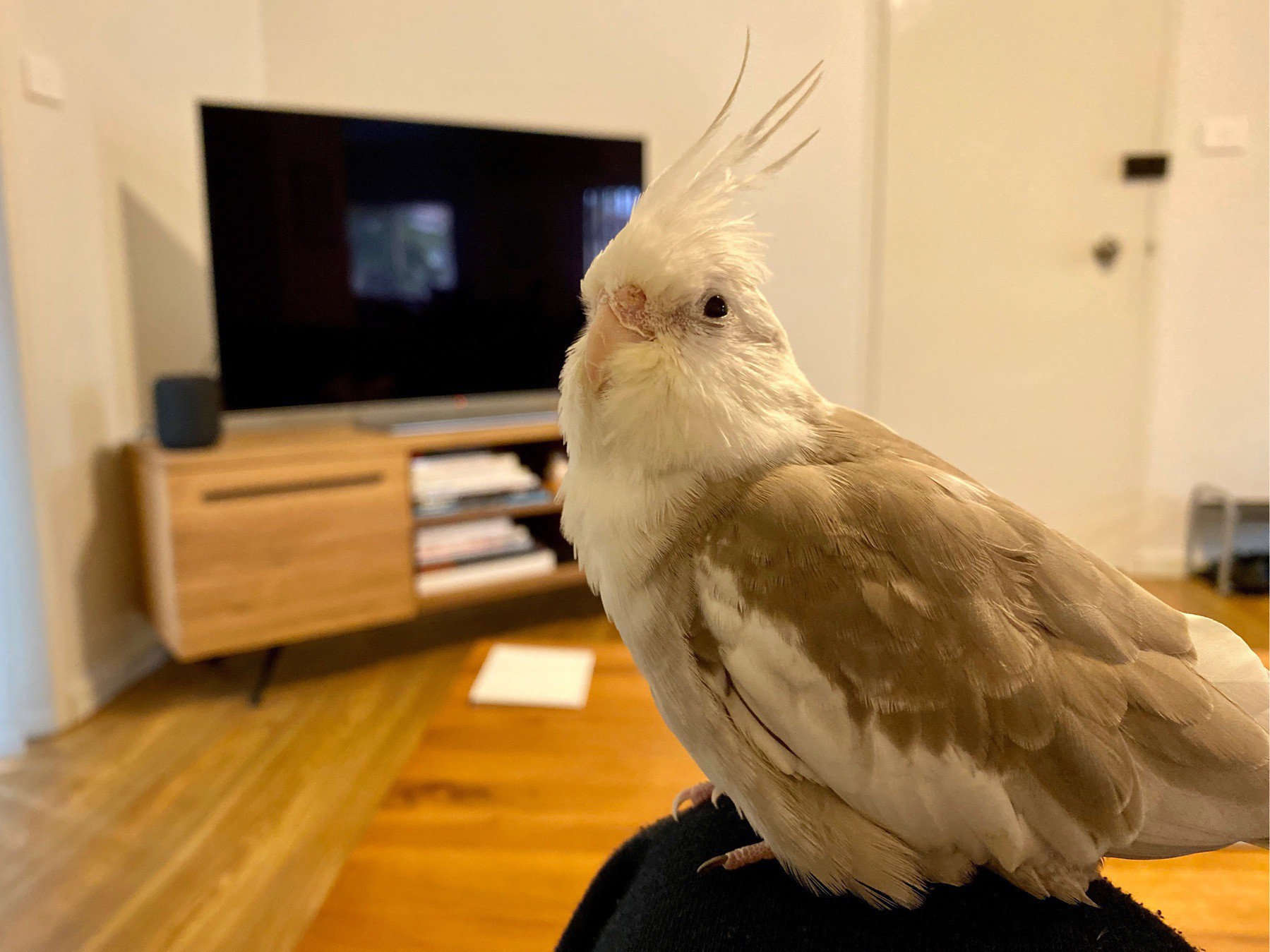 Rocky the cockatiel sitting on my knee in the lounge room, with the TV in the background