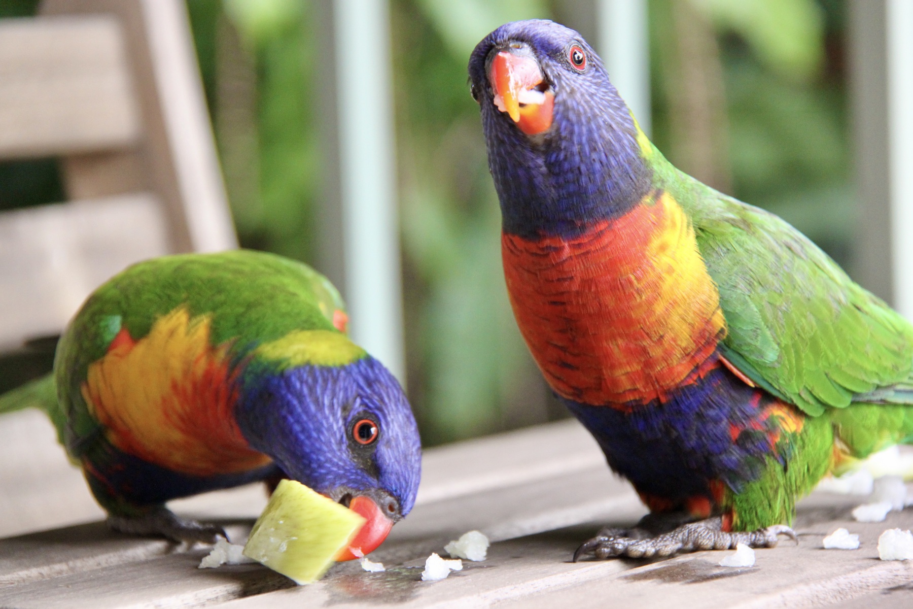 Two rainbow lorikeets eating pear on an outdoor setting with a railing and macadamia tree in the background
