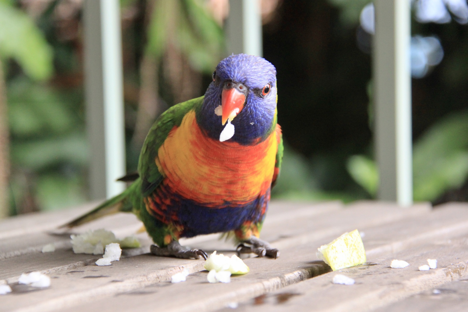 A rainbow lorikeet looks directly at the camera with a piece if pear in its beak while on an outdoor setting with a railing and macadamia tree in the background