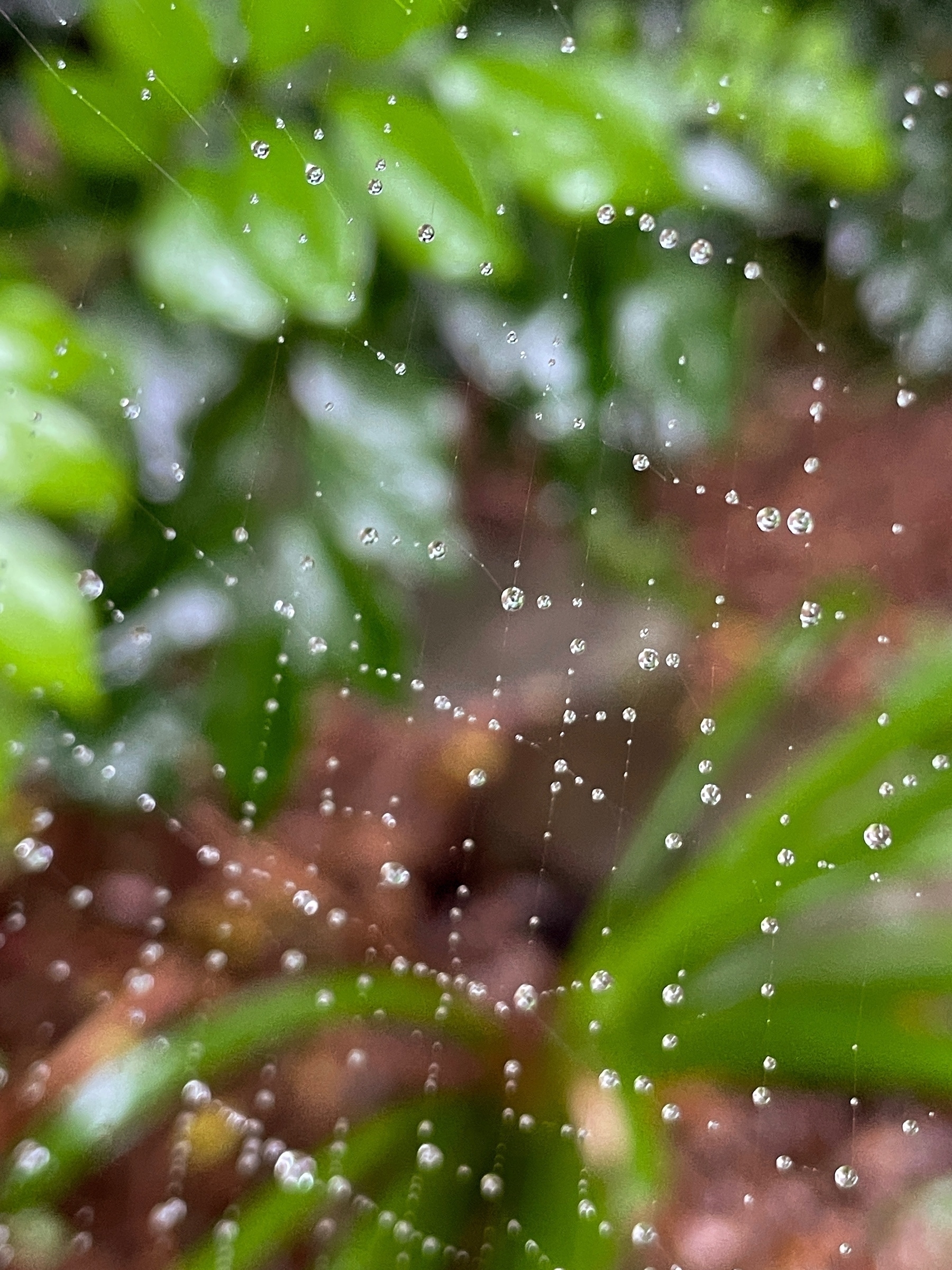 Raindrops on a spider's web with a blurred garden in the background