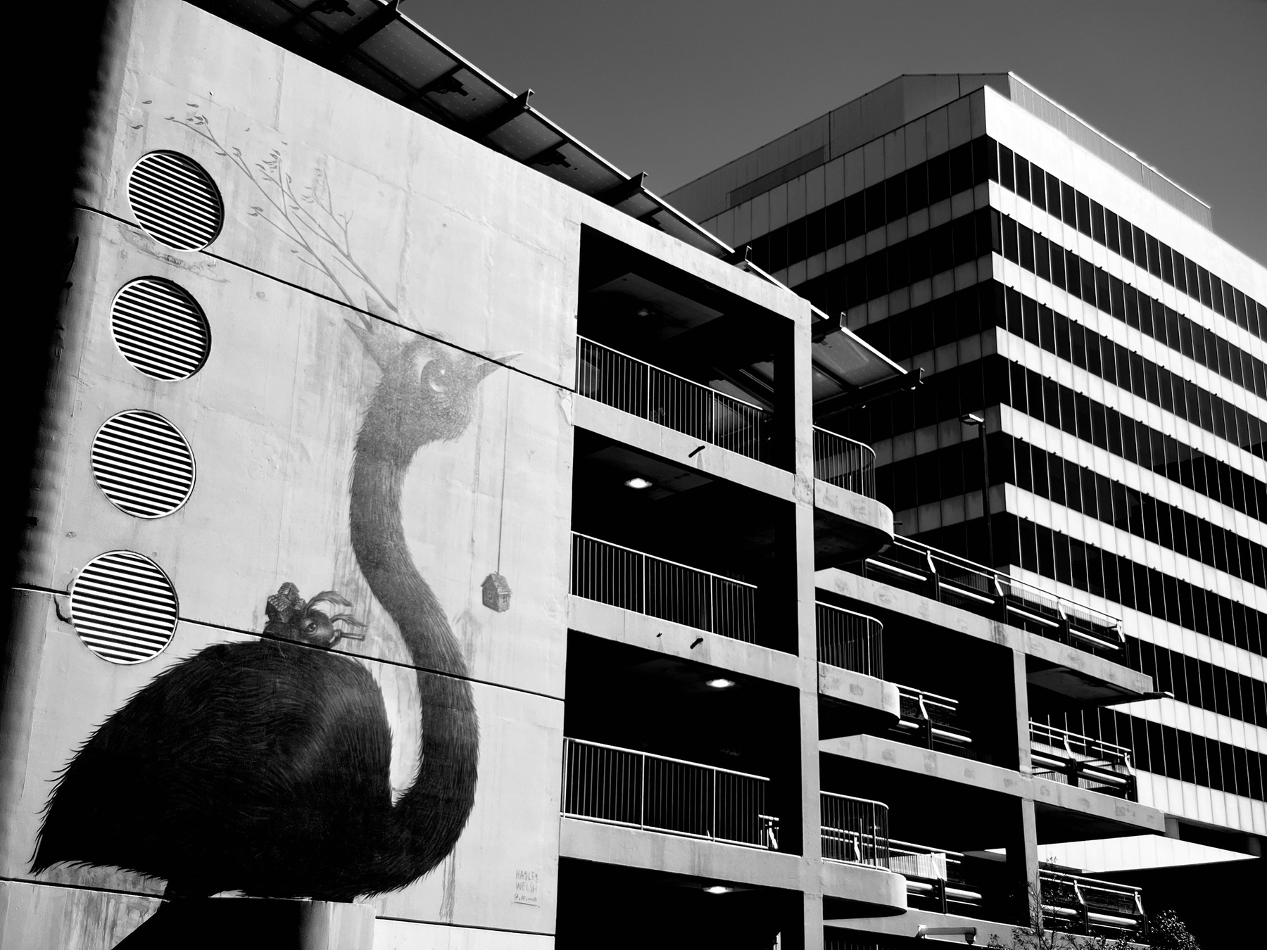 Wollongong City Council car park and admin building in black and white, with a major piece of bird street art