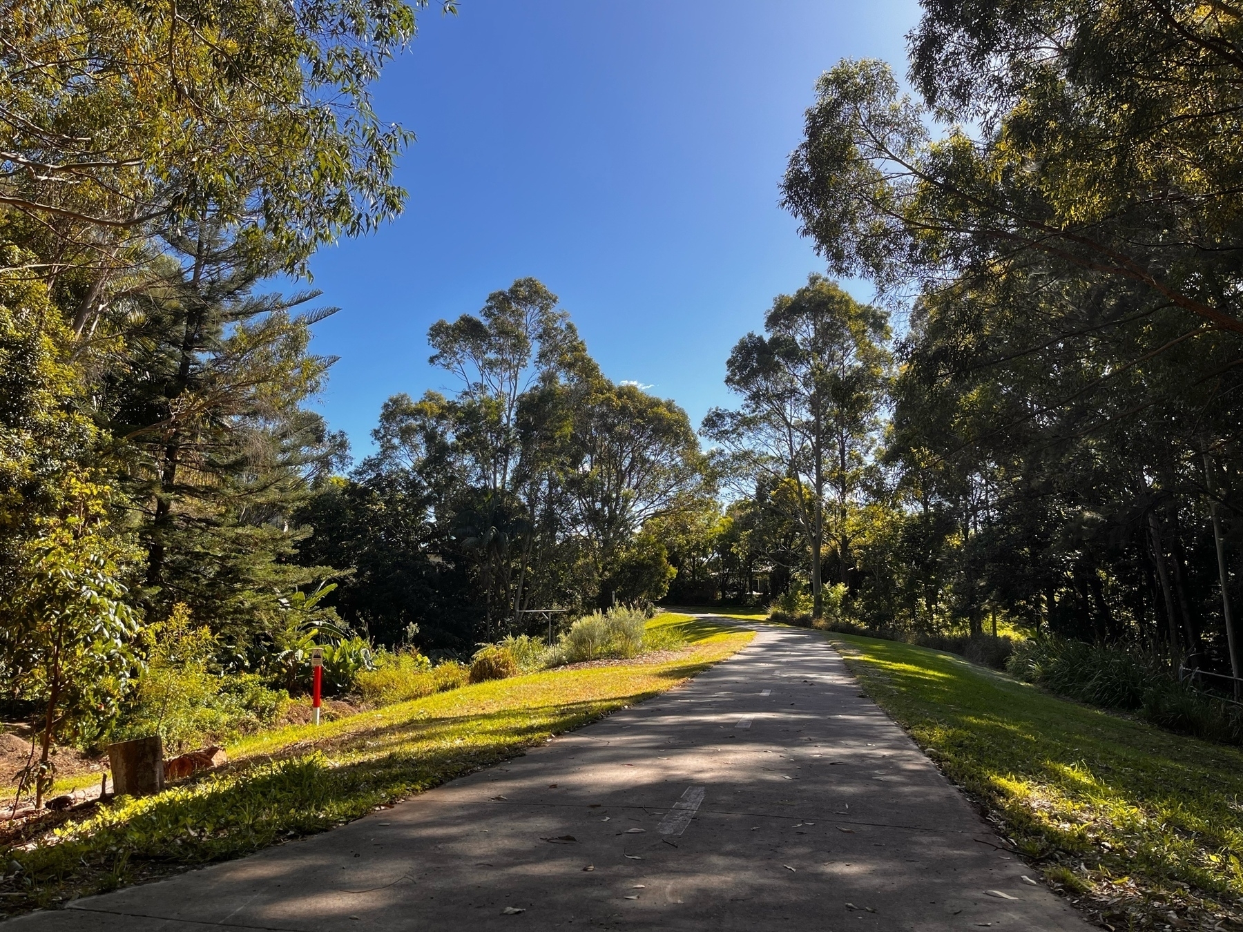 A concrete path through a leafy park with overhanging eucalypts