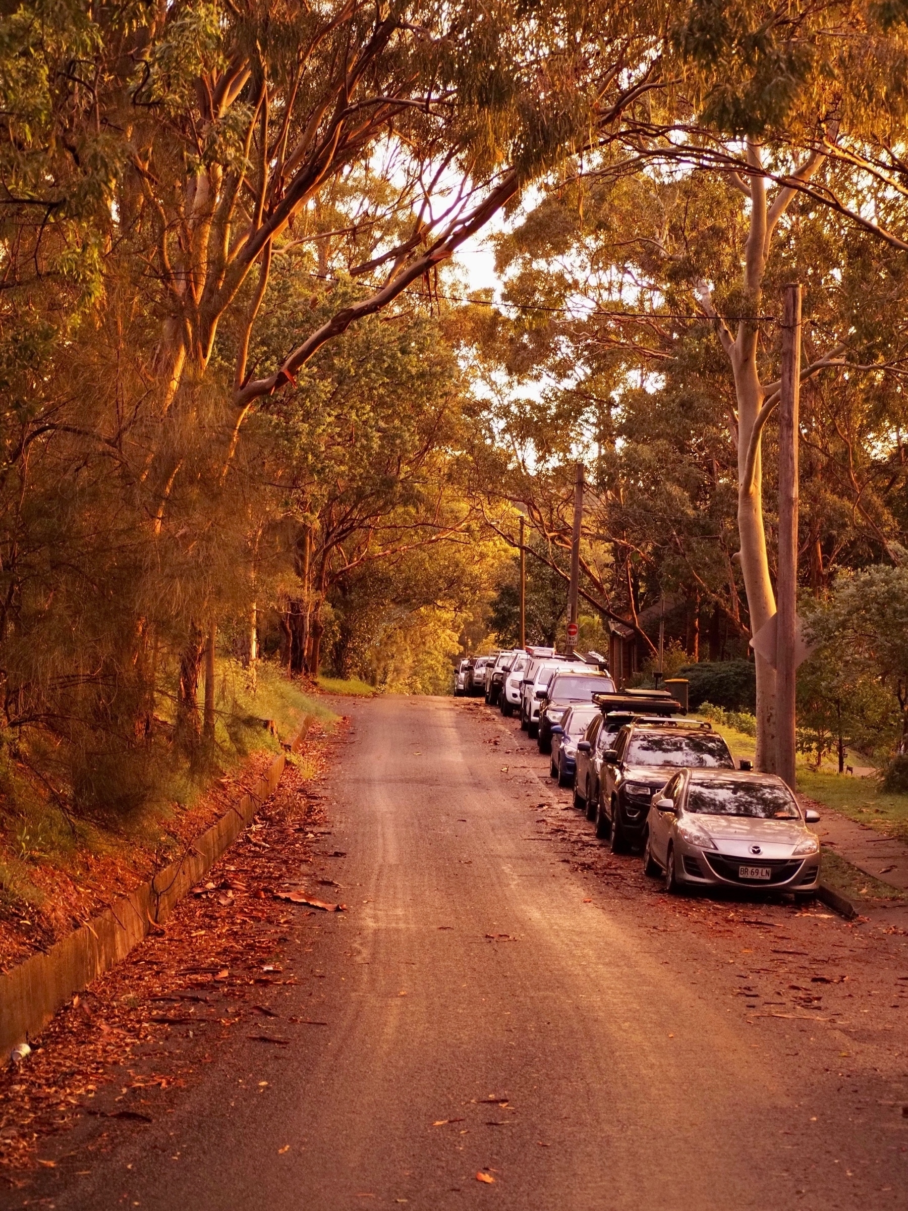 A road stretches over a crest into the distance, withparked cars to the right and overhanging eucalypts.
