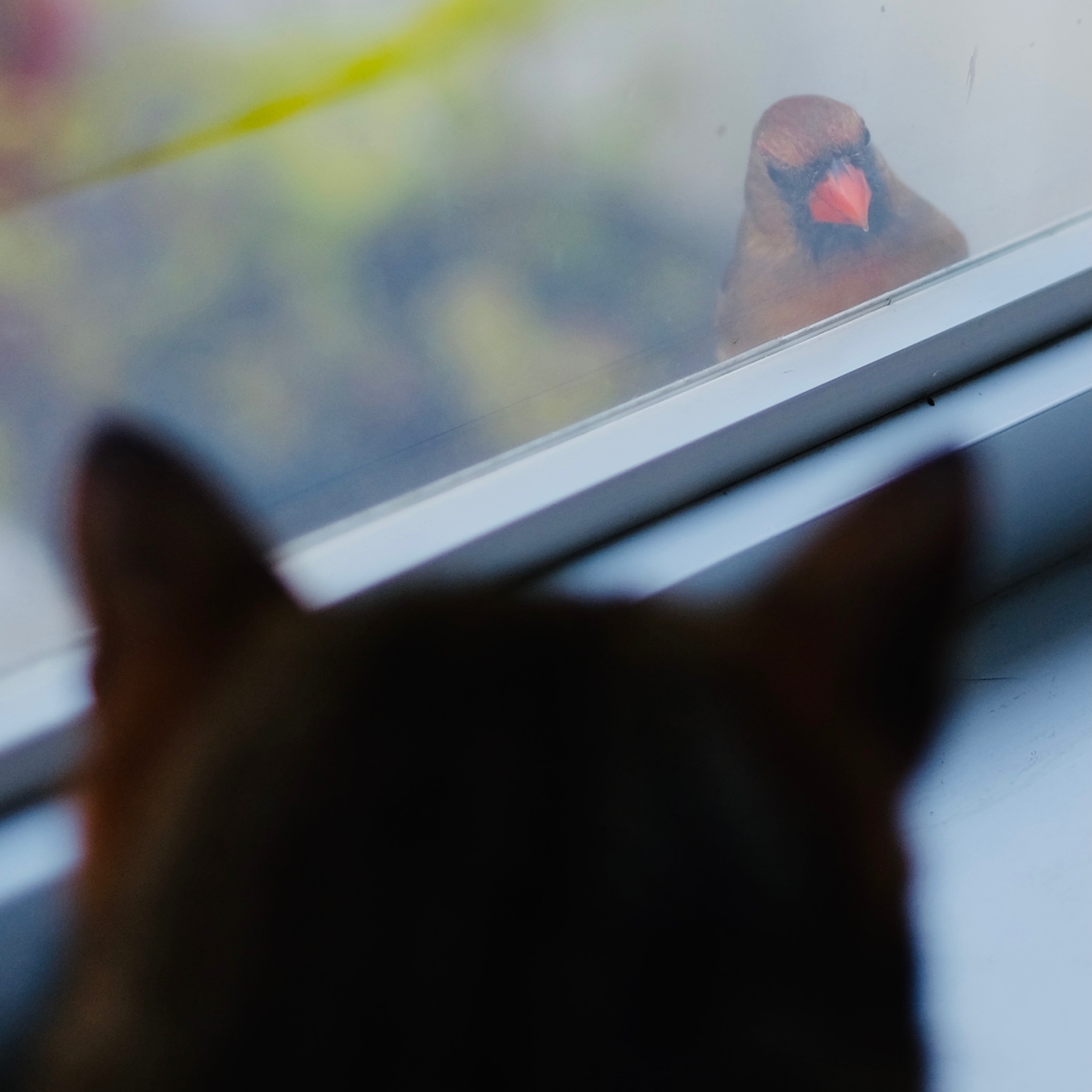 shadow of cat looking at cardinal through window