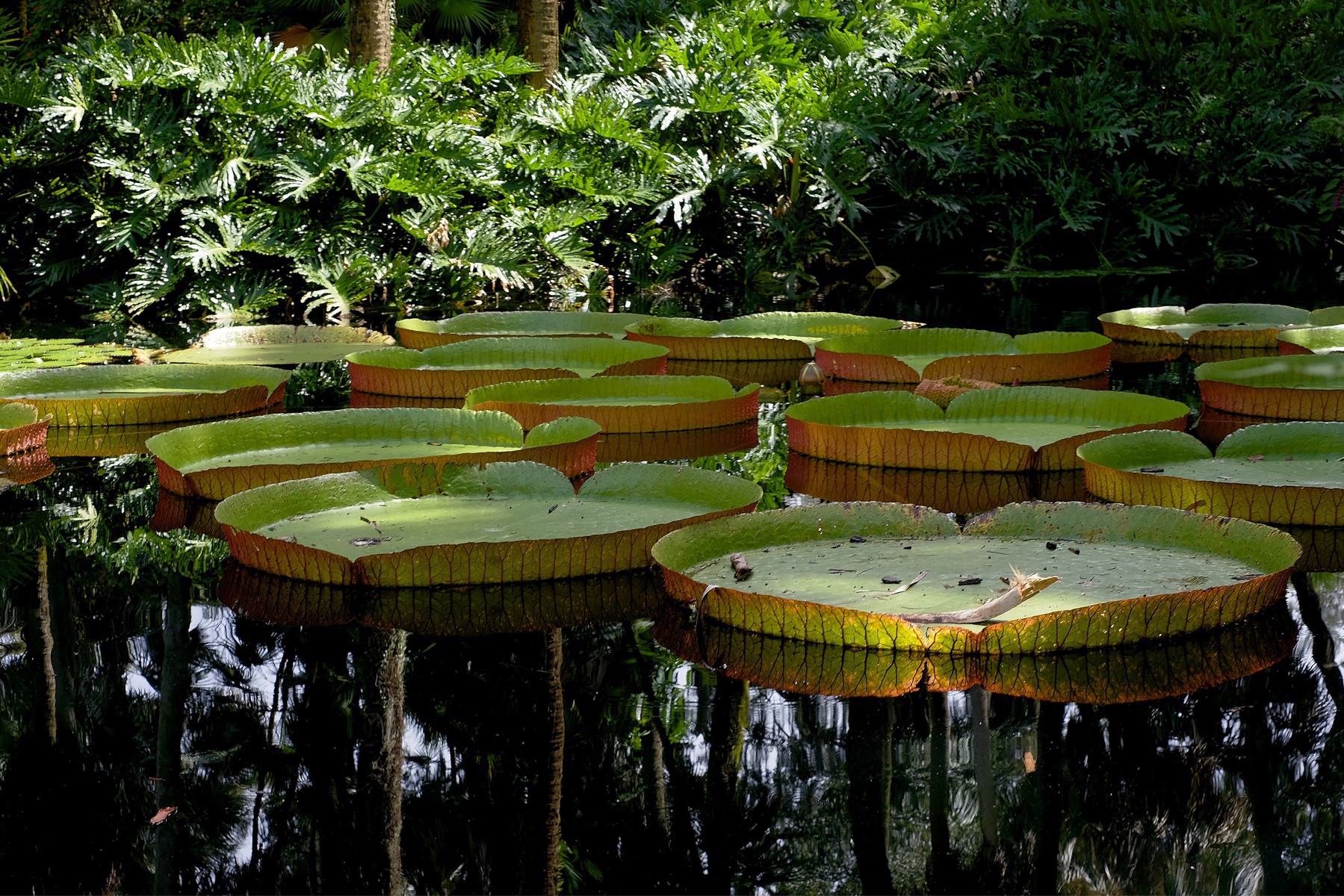 Giant Victoria Water Lilies