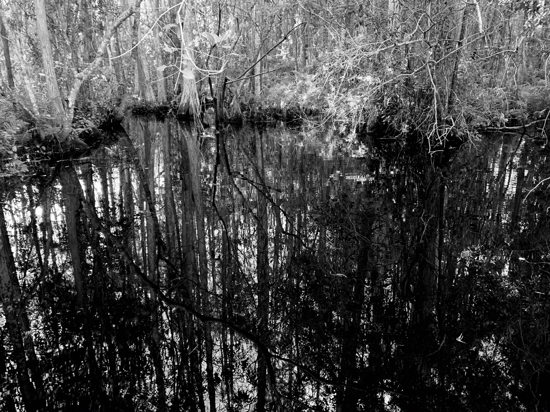 trees reflection in water