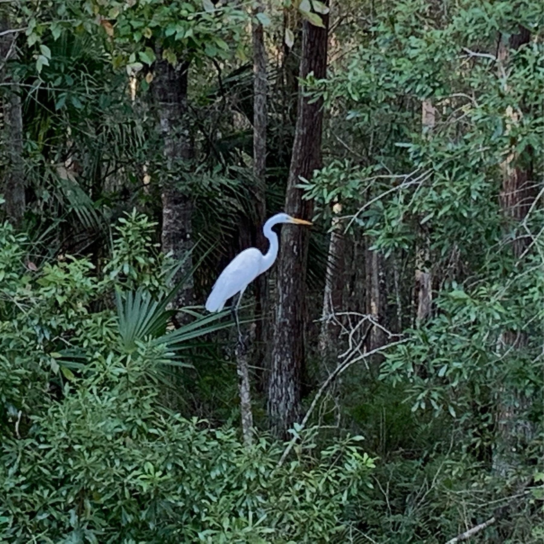 great egret standing on tree branch in forest