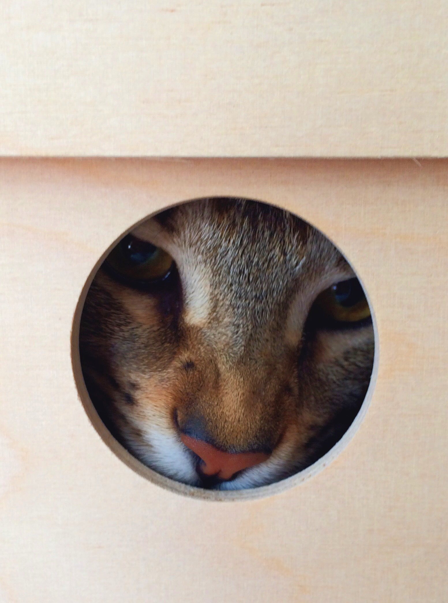 cat peeking out from inside a wooden box