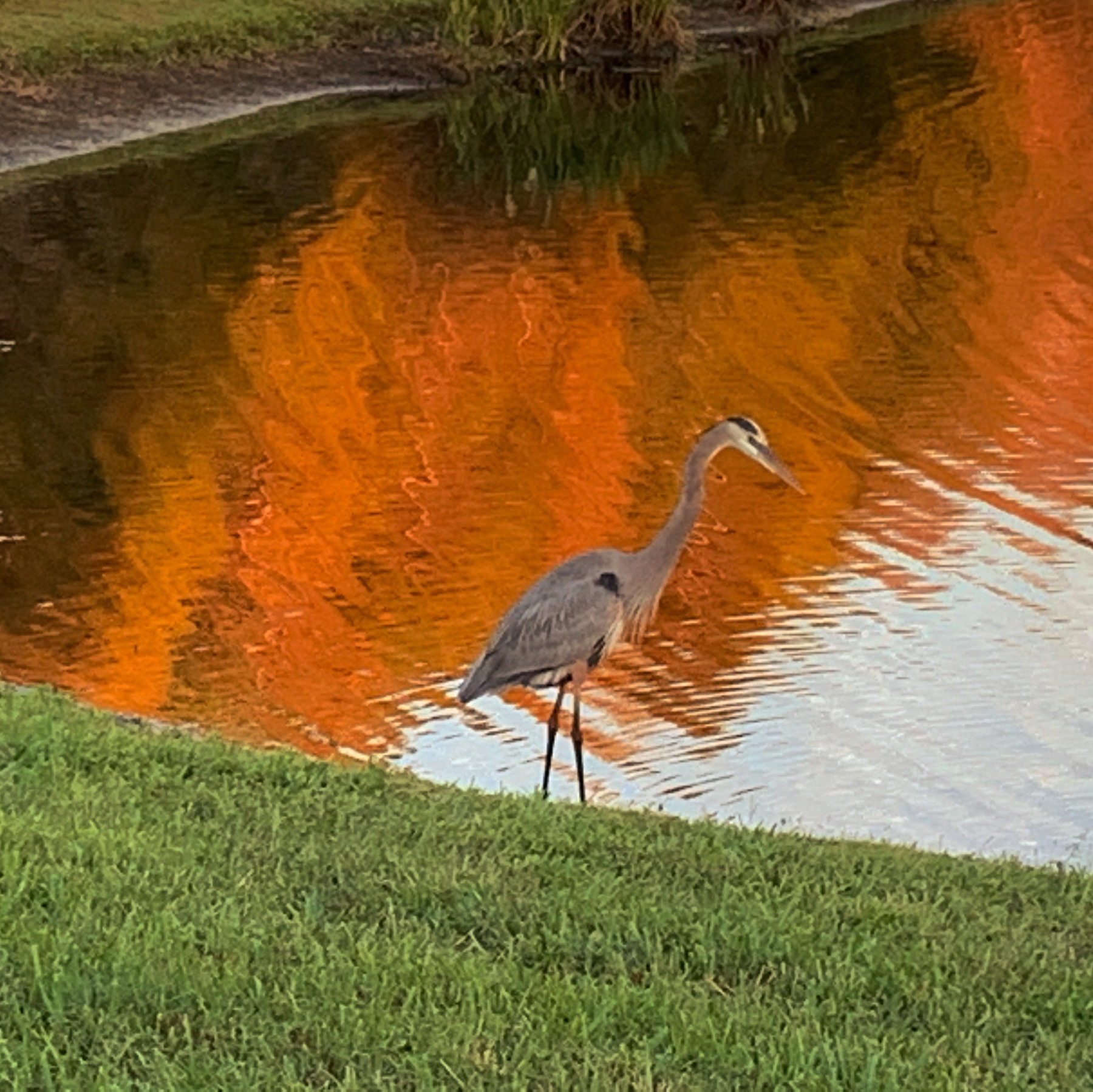 heron fishes at waters edge