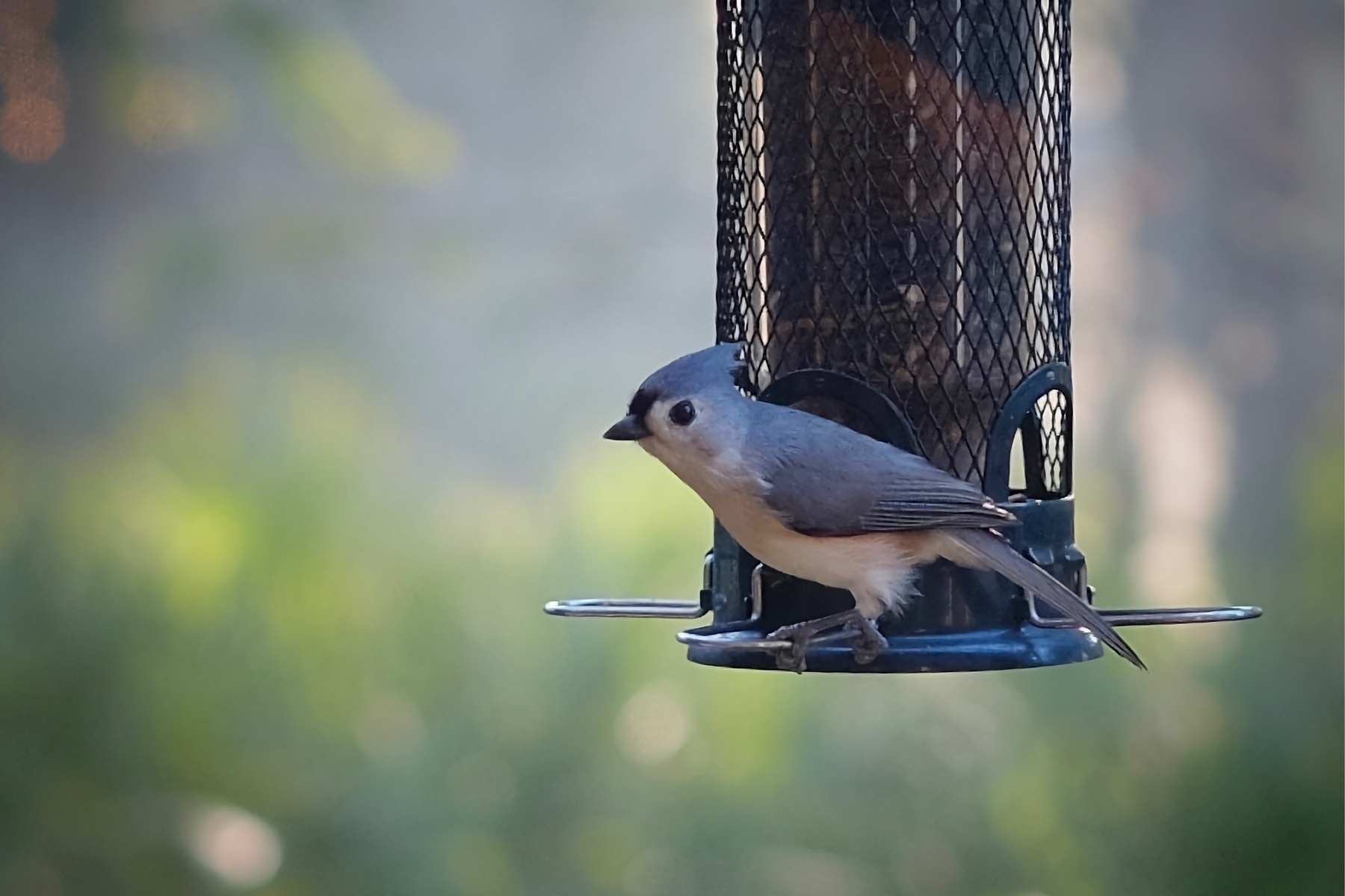 Titmouse bird standing at seed feeder