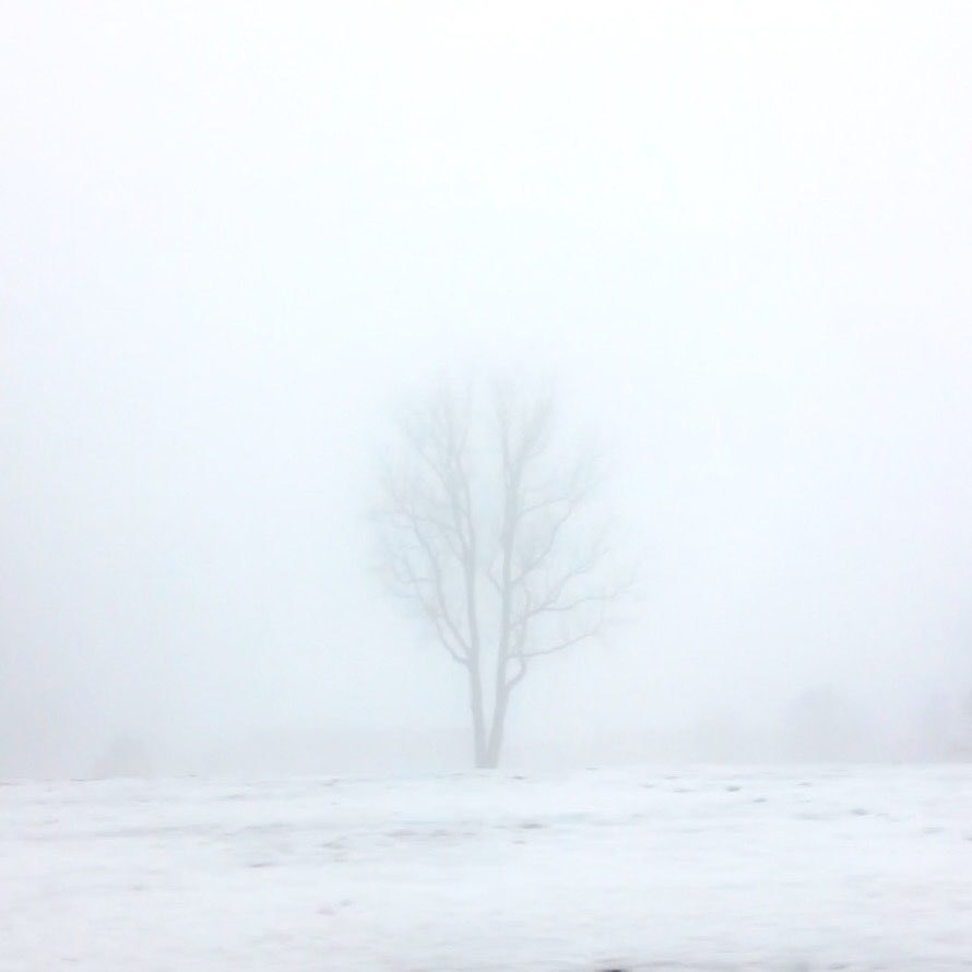 bare tree in hazy snow