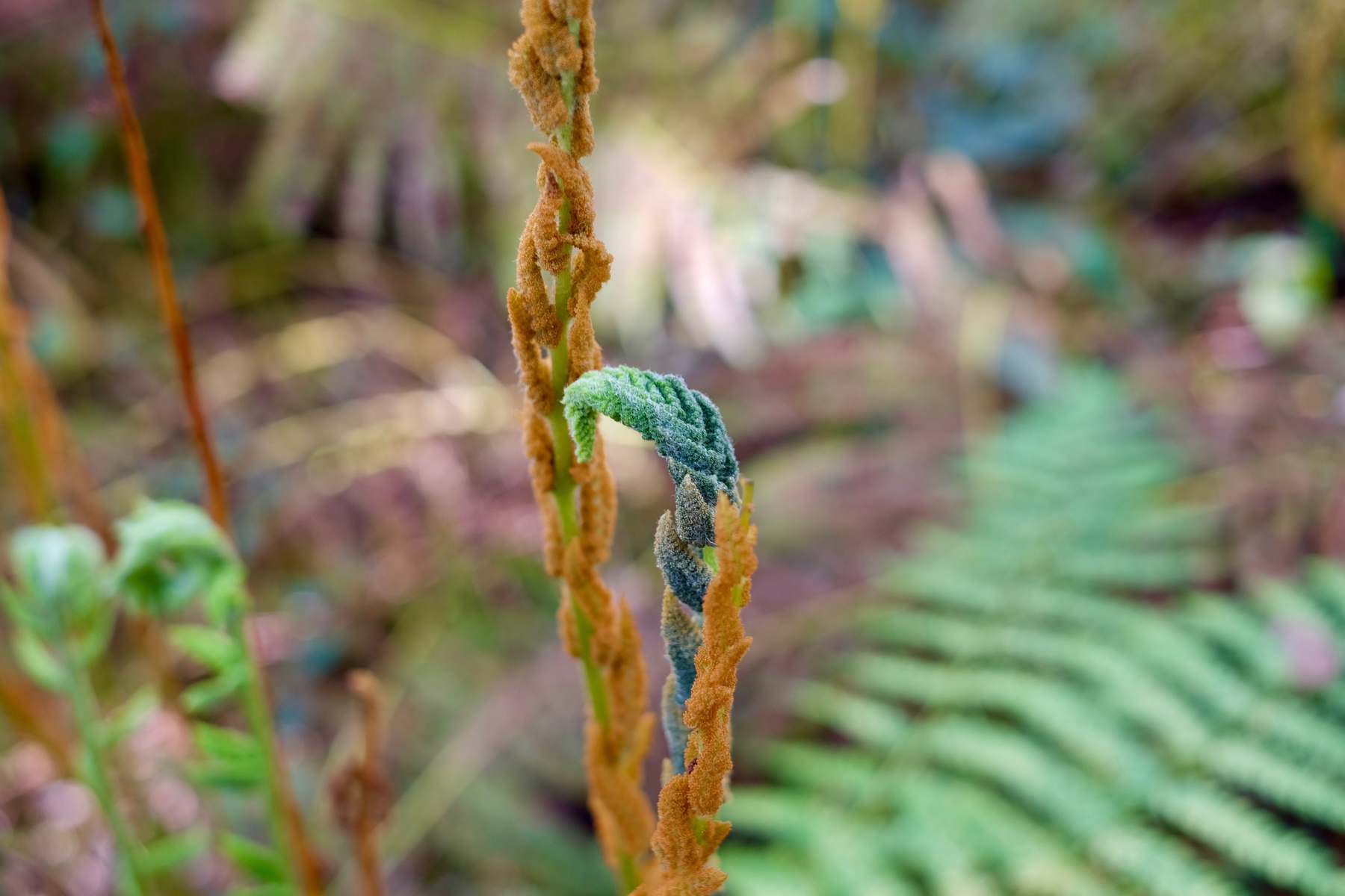 closeup of wild fern uncurling