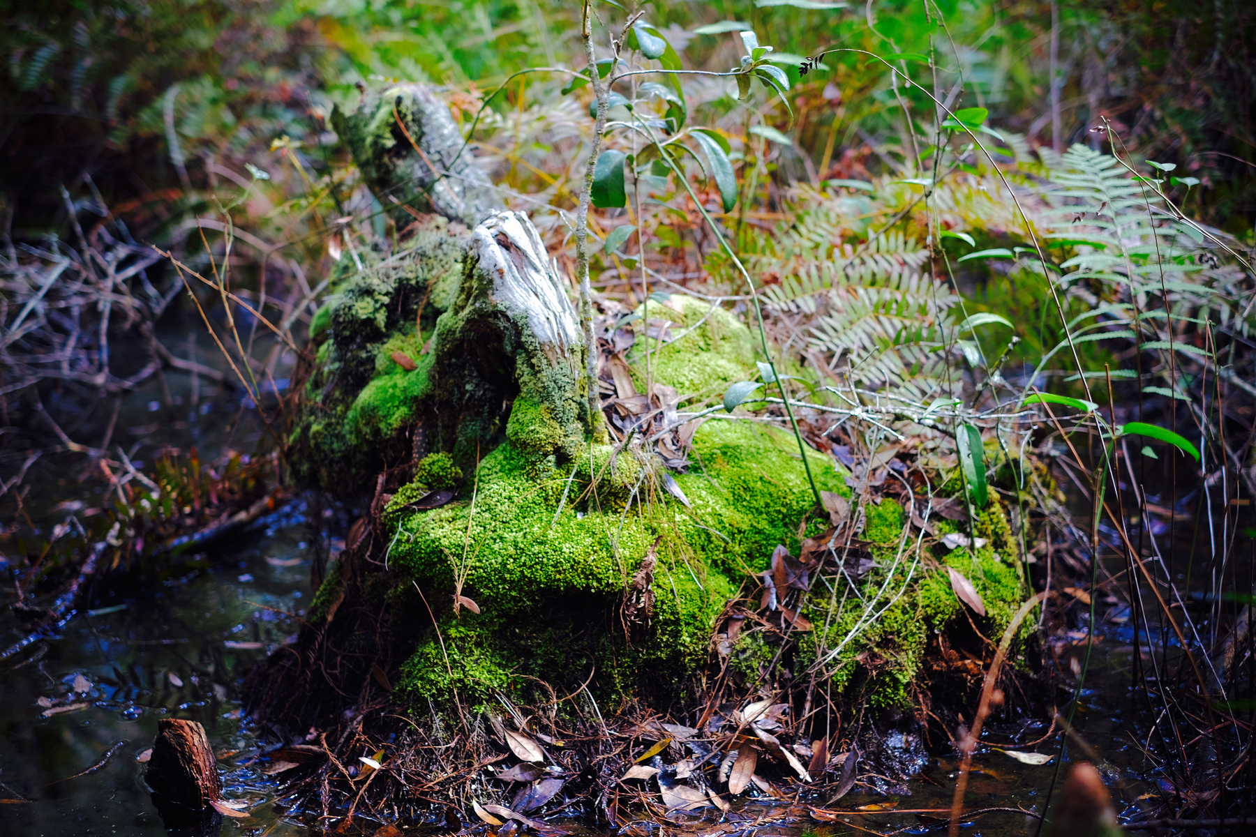 moss covered tree stump in swamp