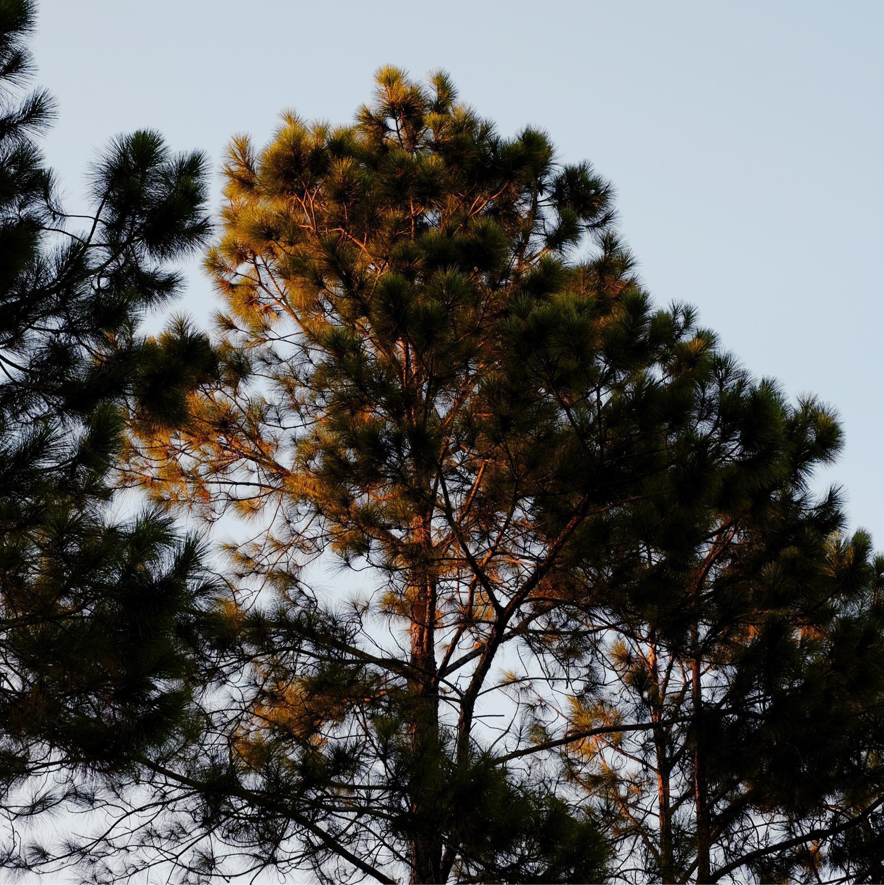 sun setting in pine trees