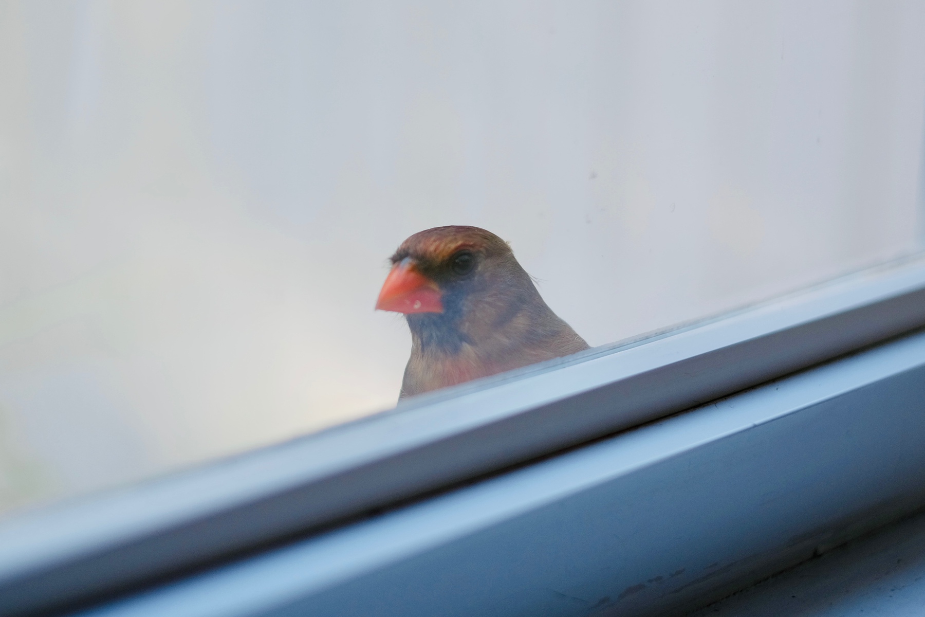cardinal looking through window