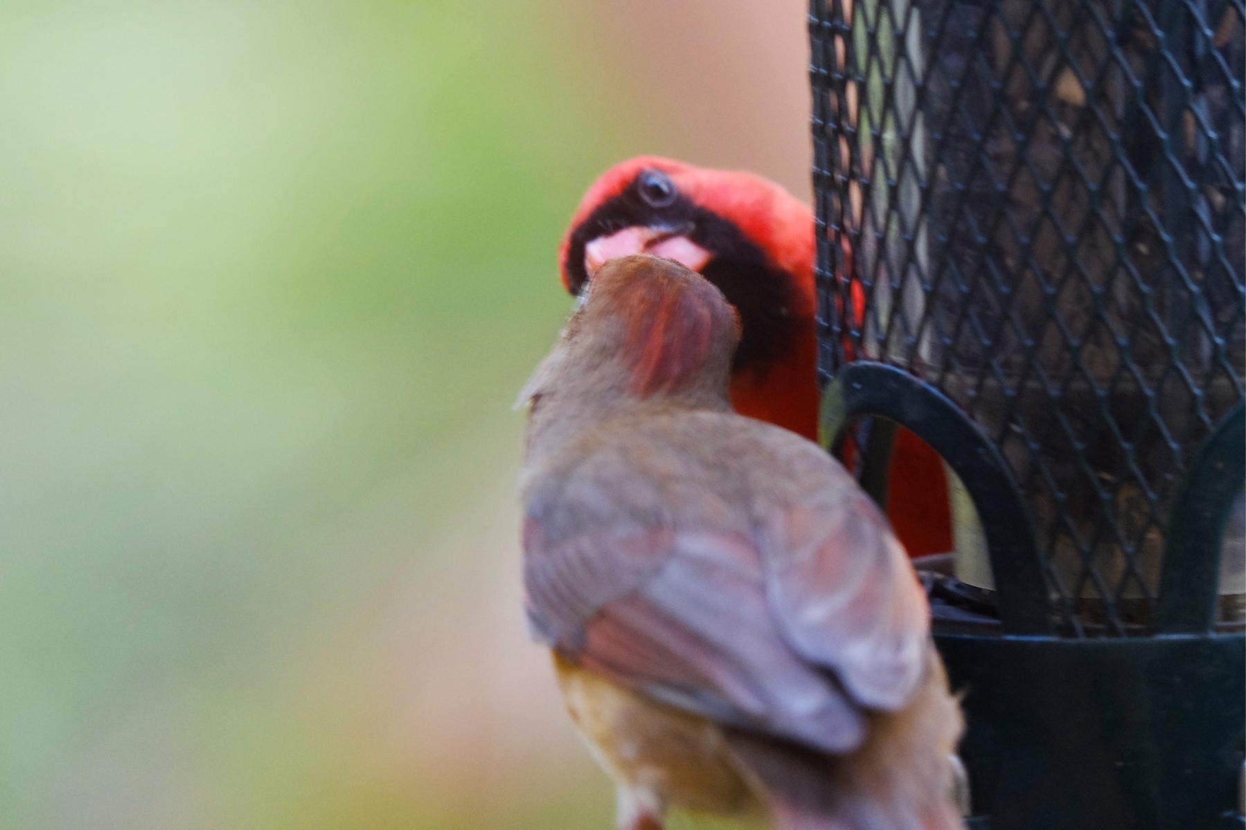 kissing cardinals