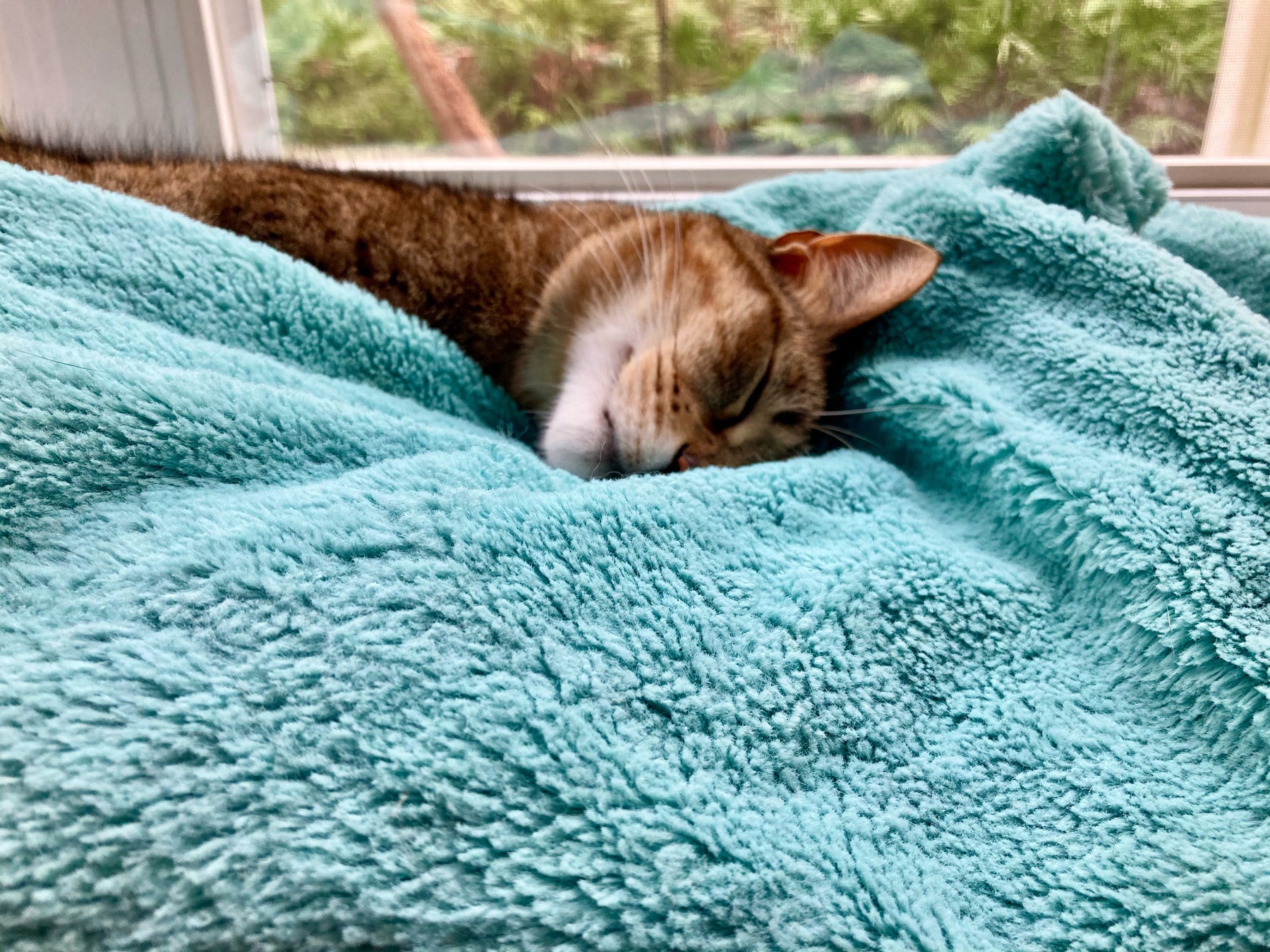 cat sleeping on blue blanket by a window