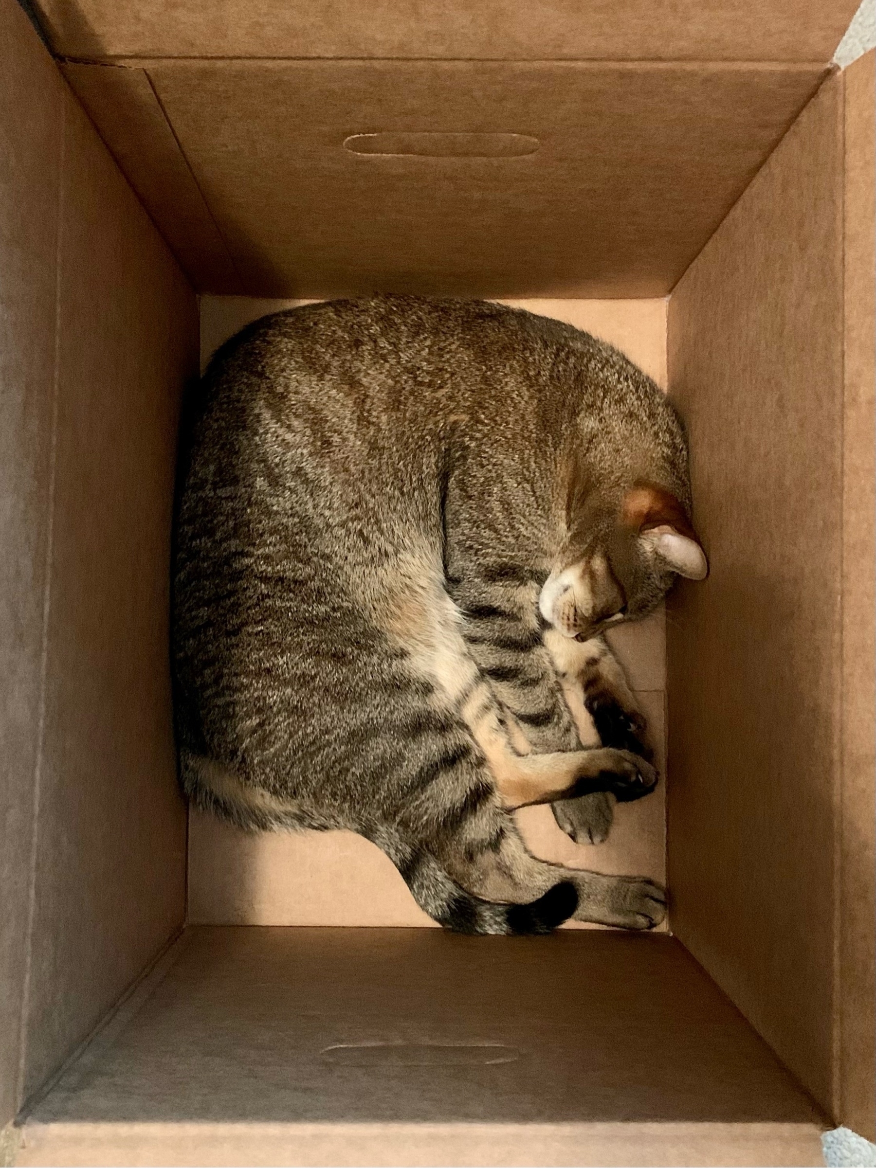 cat sleeping in empty cardboard moving box