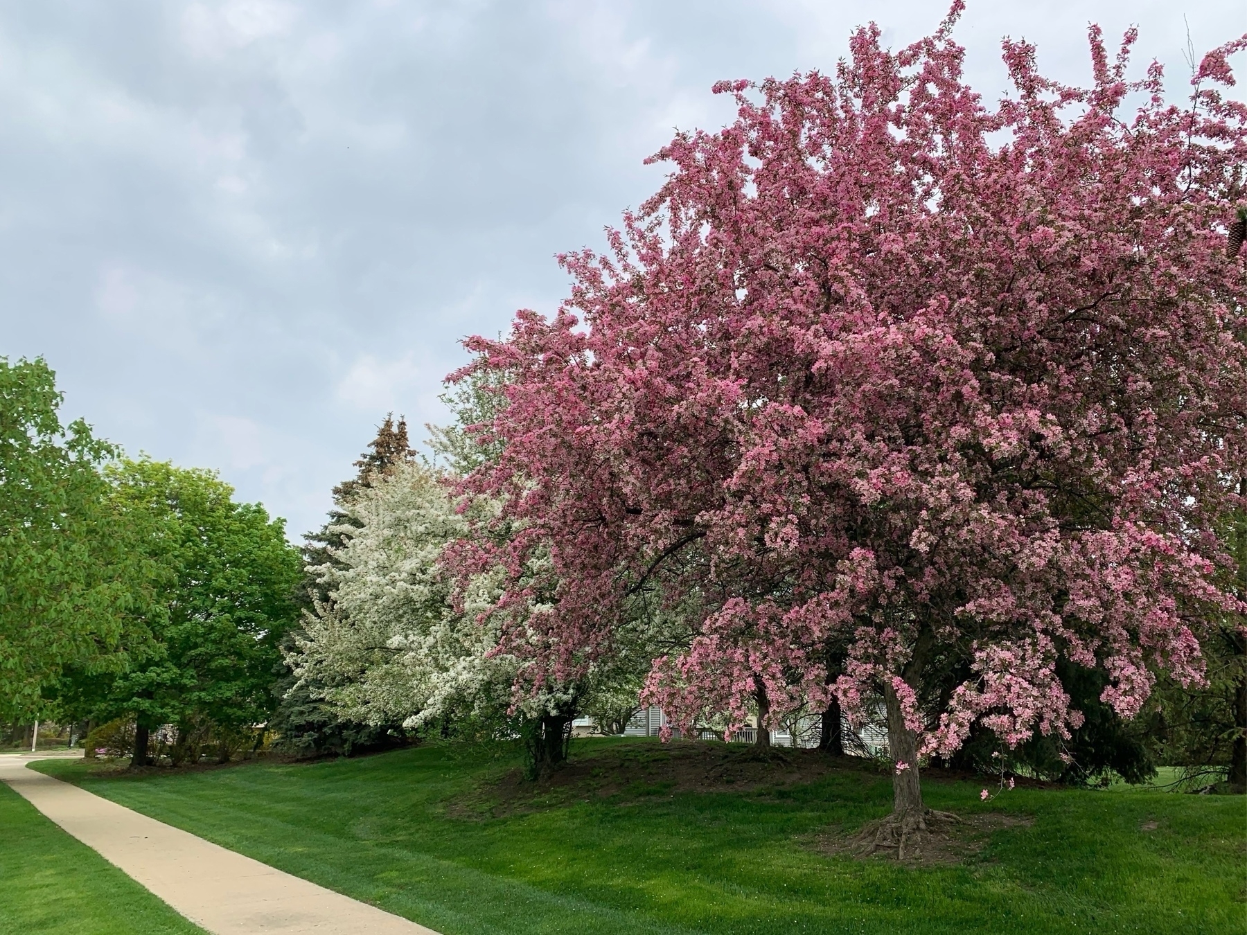 row of large trees blooming with pink and white flowers