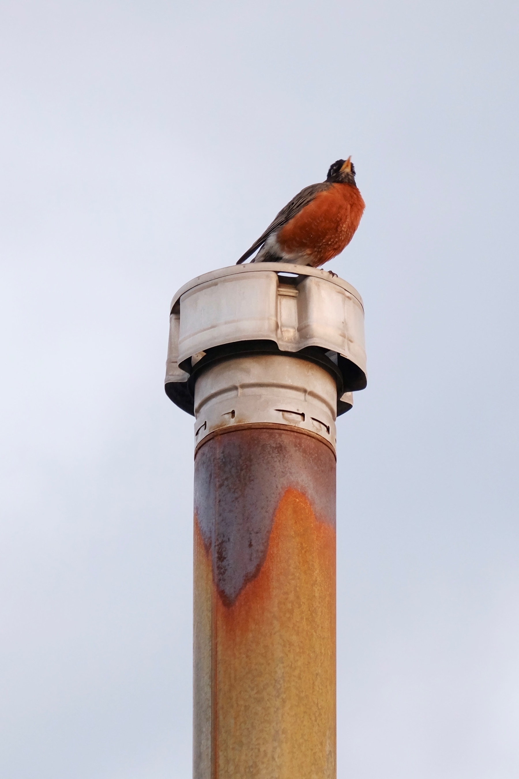 north american robin standing on pipe