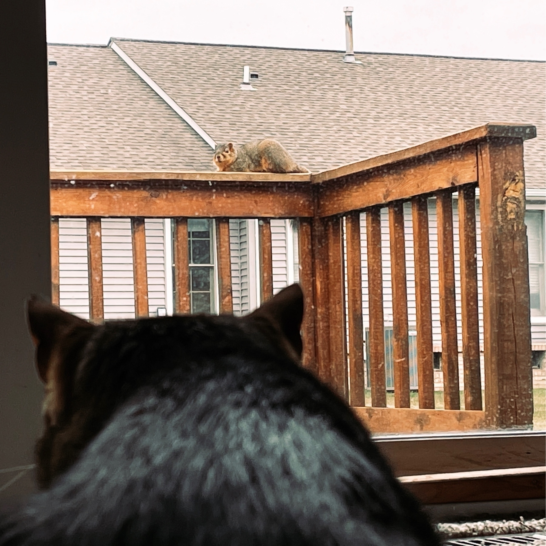 cat staring out the window at a squirrel 