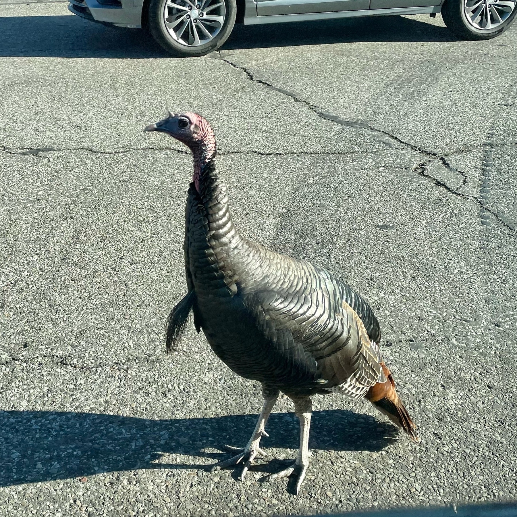 wild turkey in road