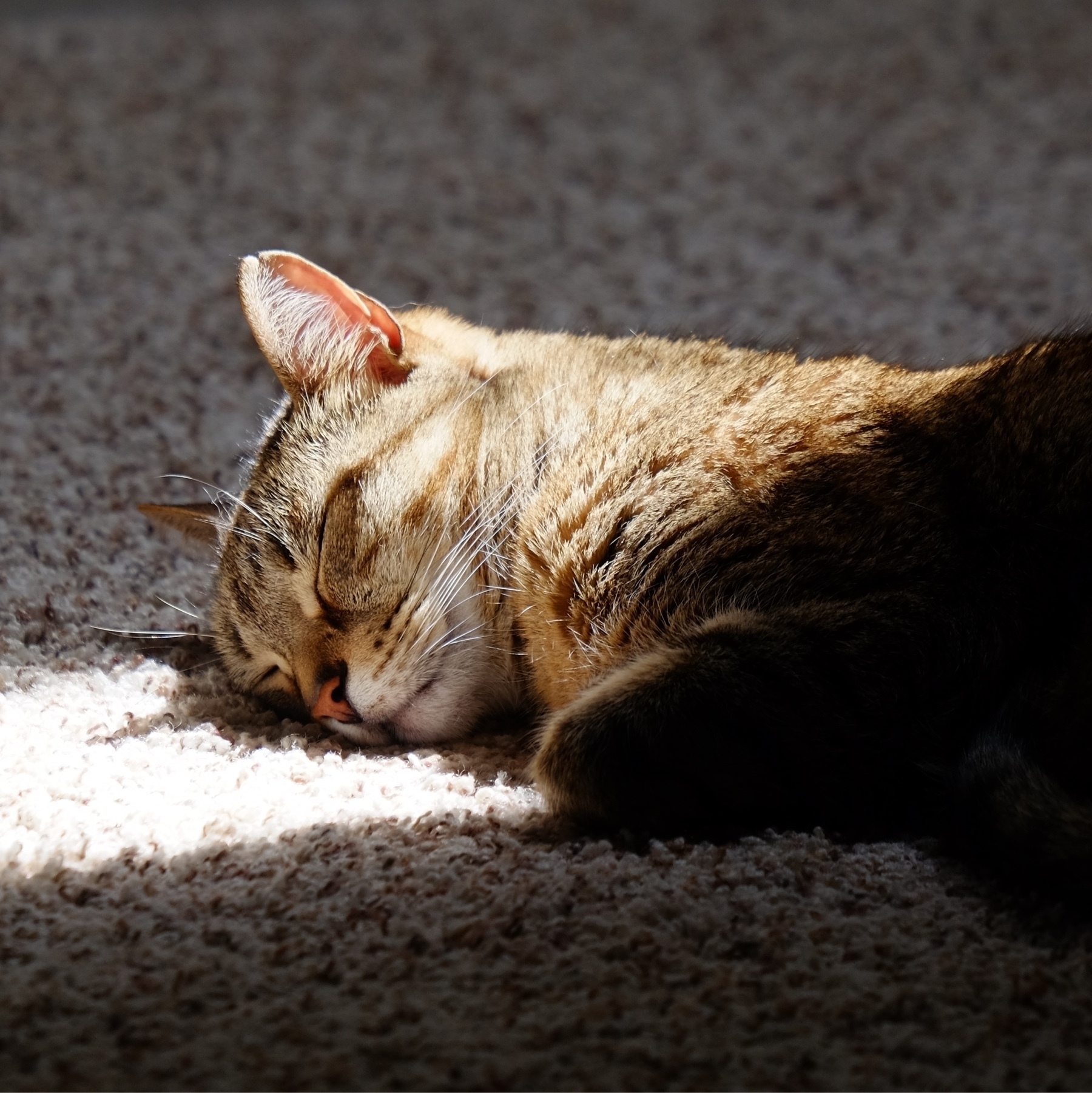 cat sleeping in sunbeam