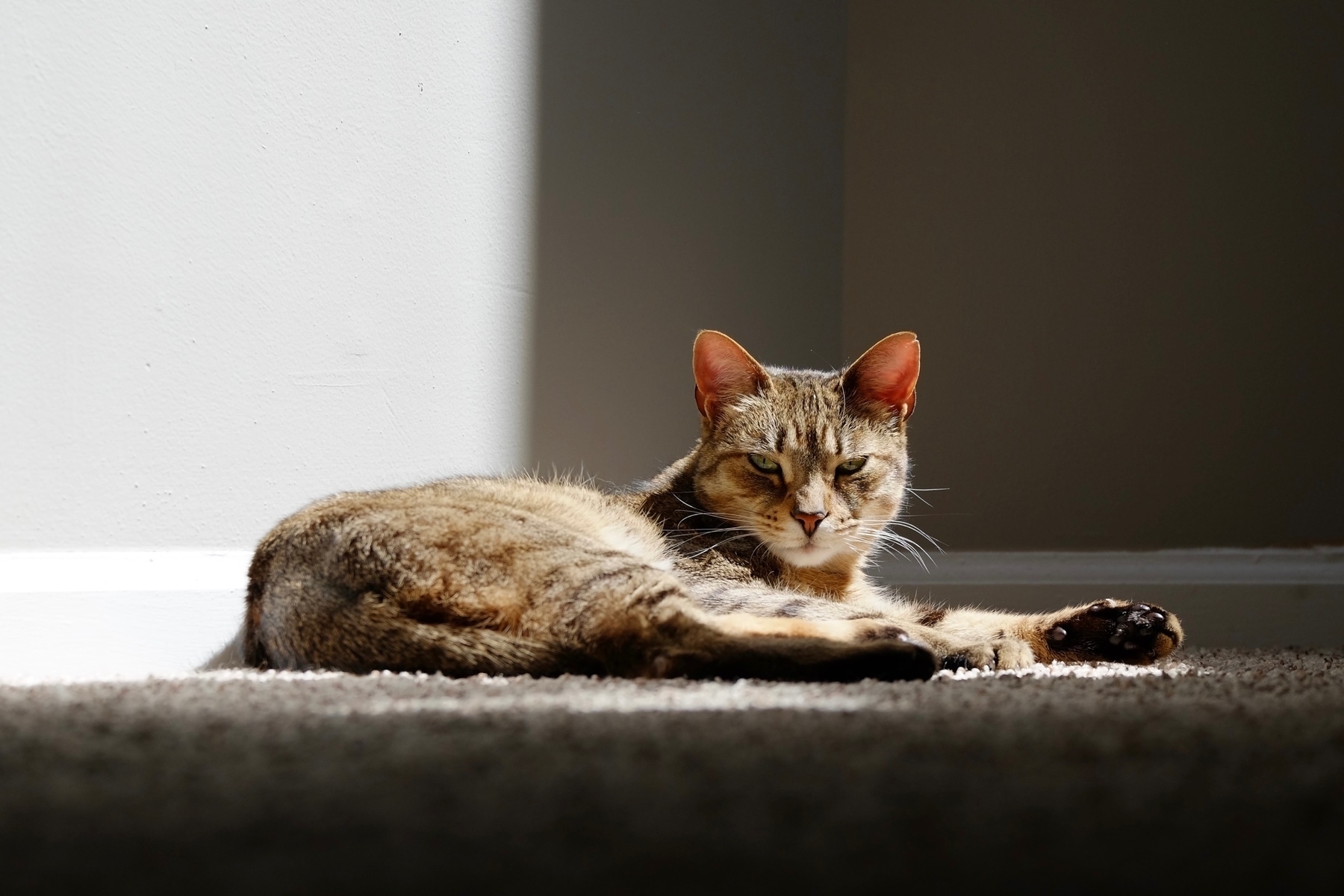 cat lounging in sun