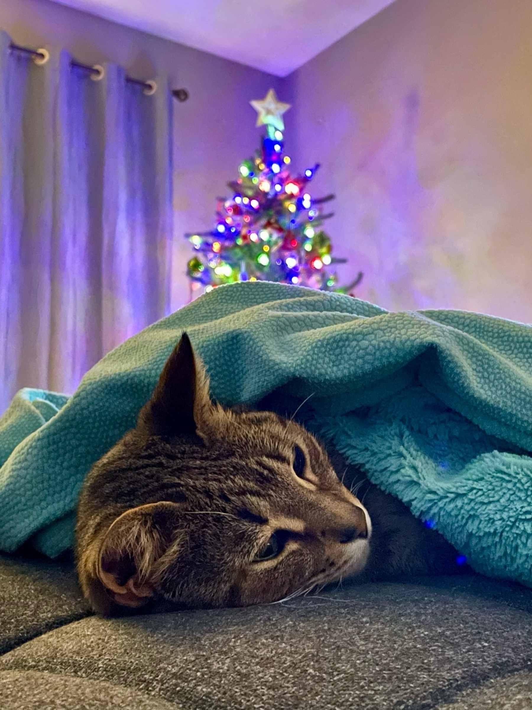 cat sleeping under blanket with  Christmas tree in background