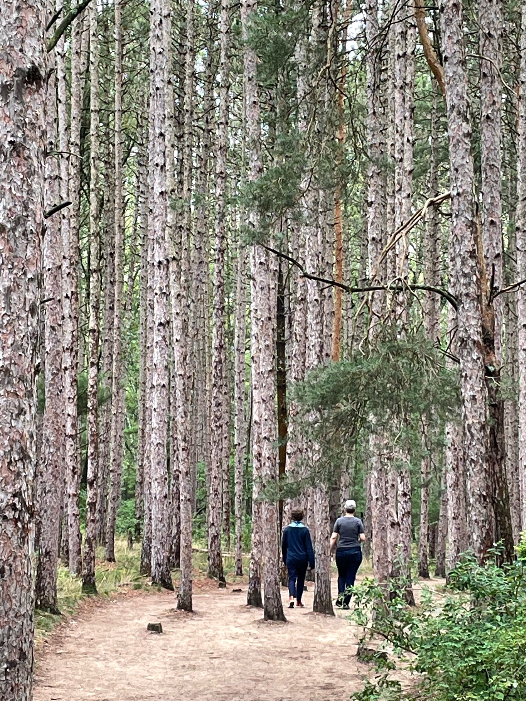two people walking through a tall pine forest