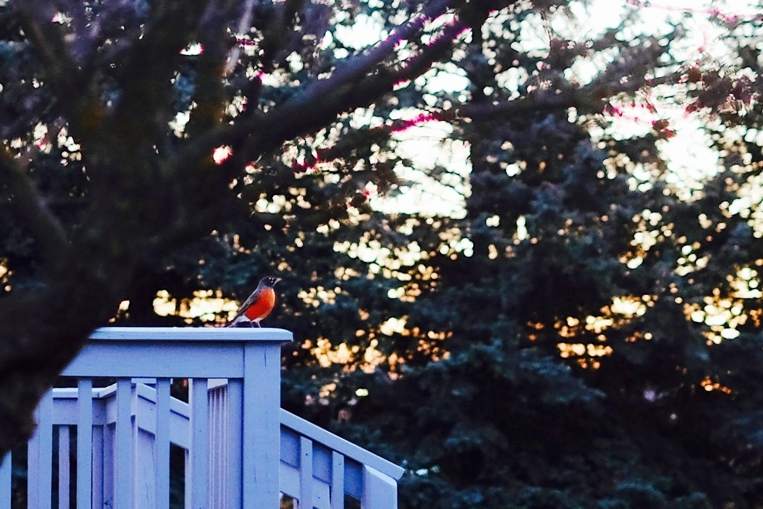 North American robin standing on banister at sunset