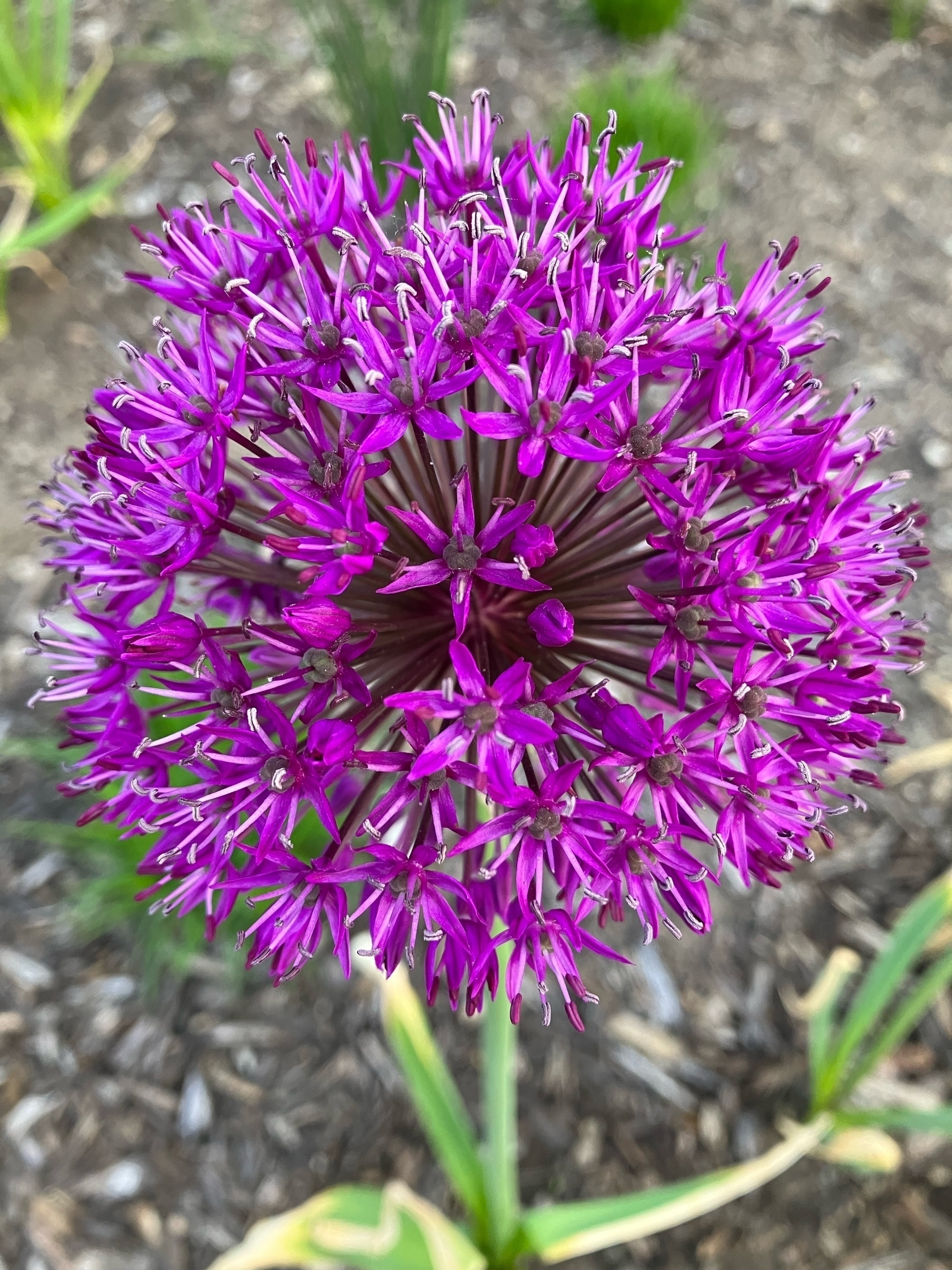 closeup of a purple Allium flower