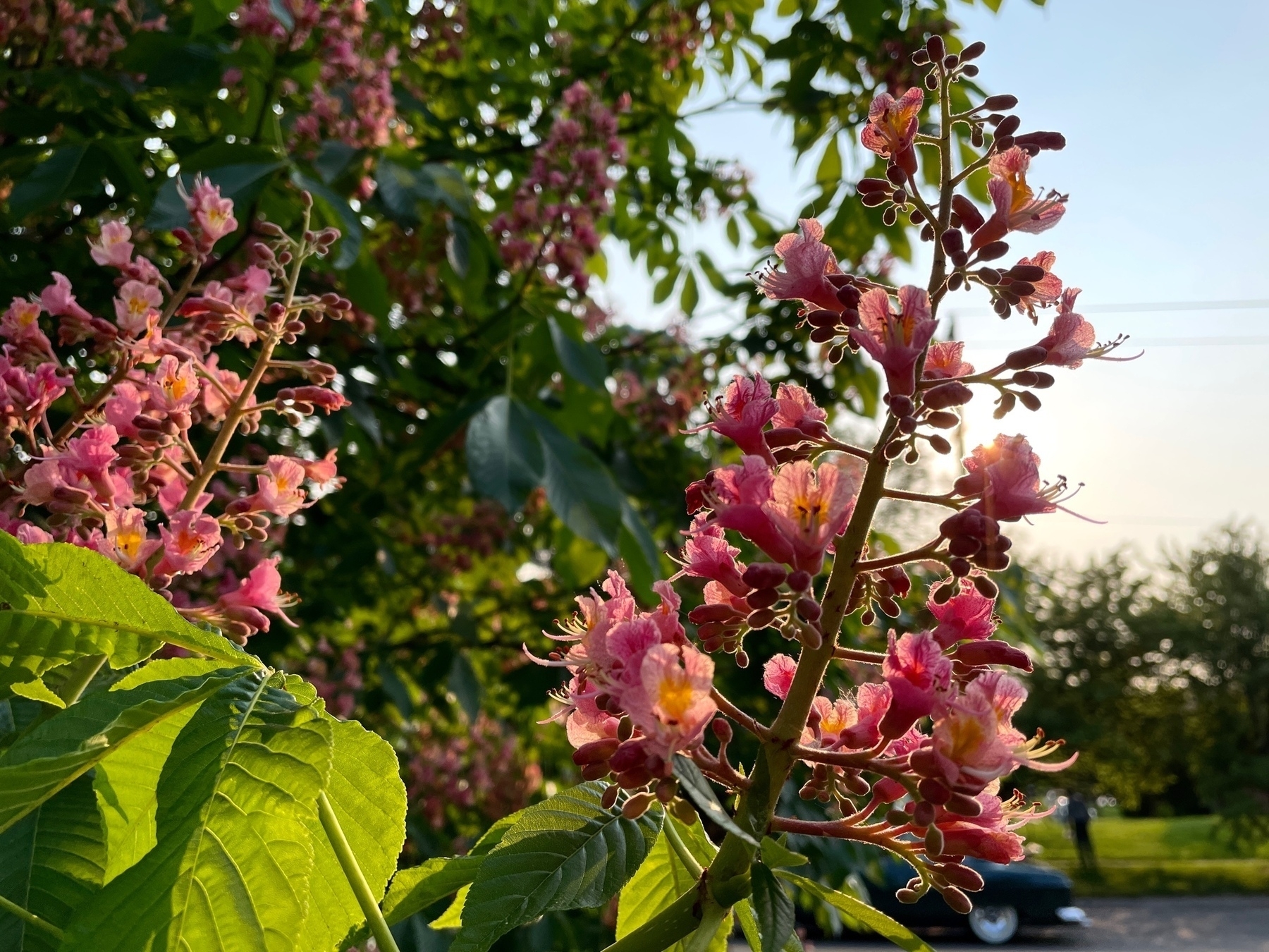 pink blossoms covering a tree branch in golden afternoon sun