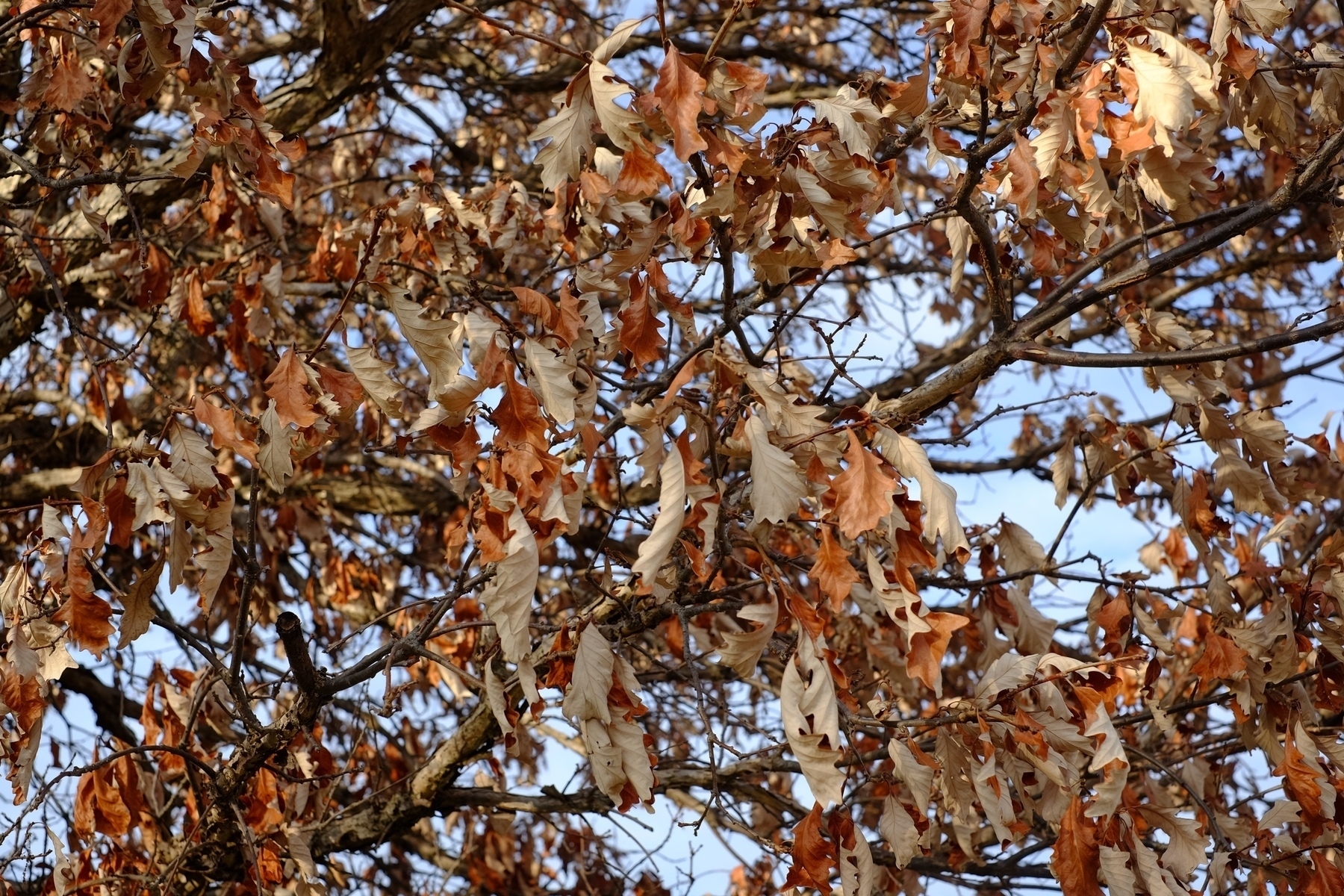 dead leaves on a tree in winter
