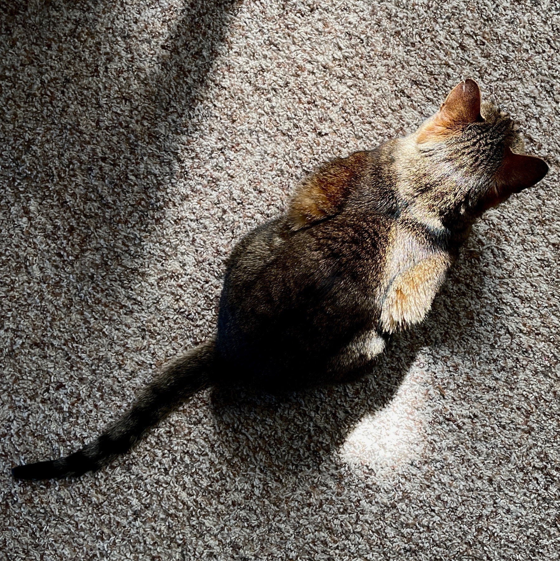 cat sitting on carpet in a small patch of sunlight