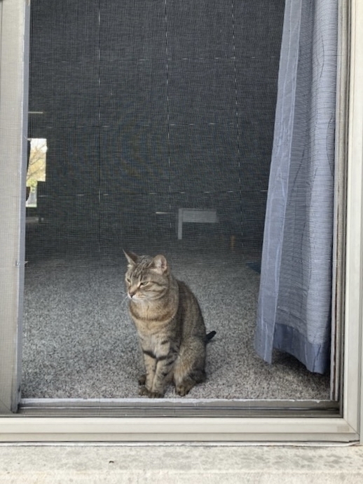 Cat sitting indoors looking out through a screen door