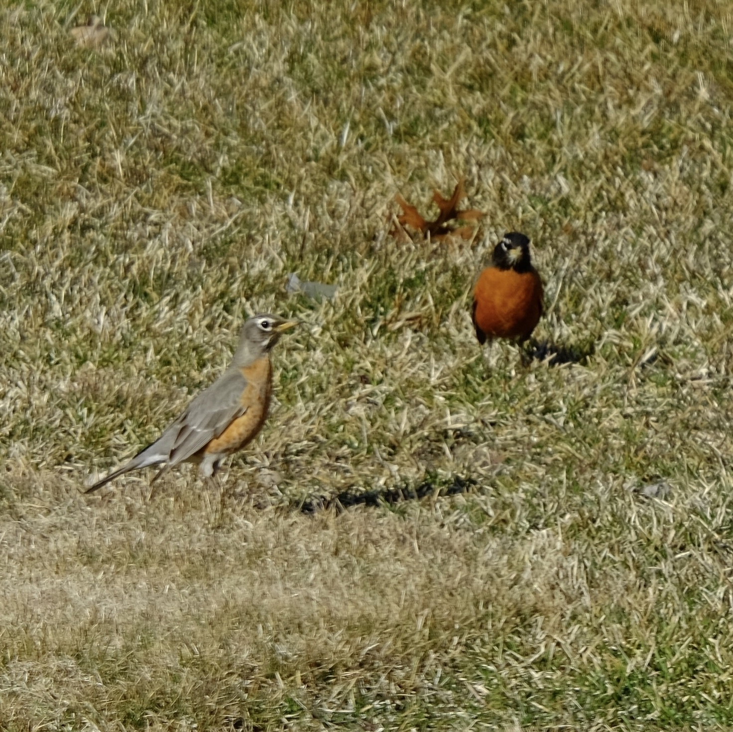 male amd female robins standing in the grass