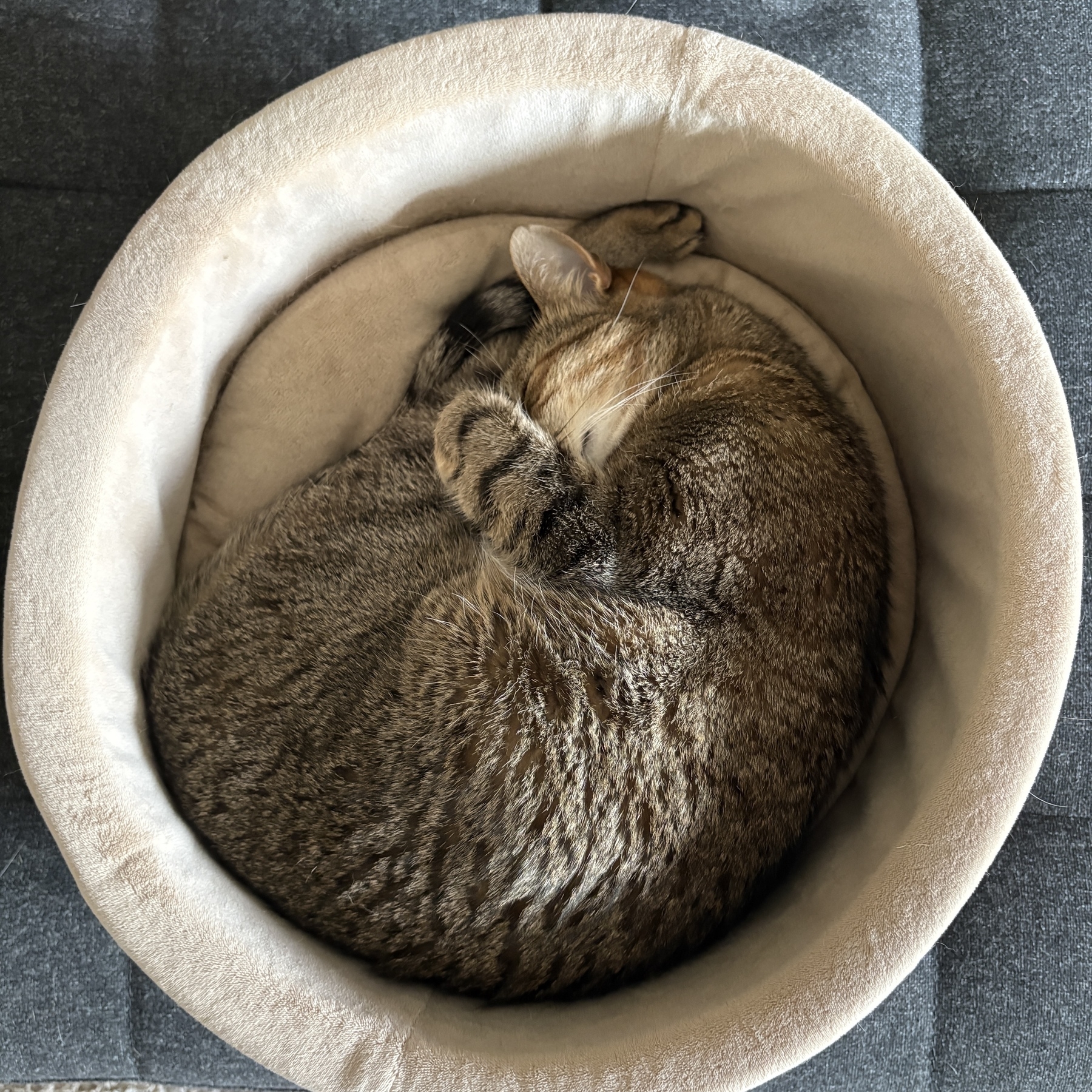 A tabby cat is curled up sleeping in a round, cushioned bed.