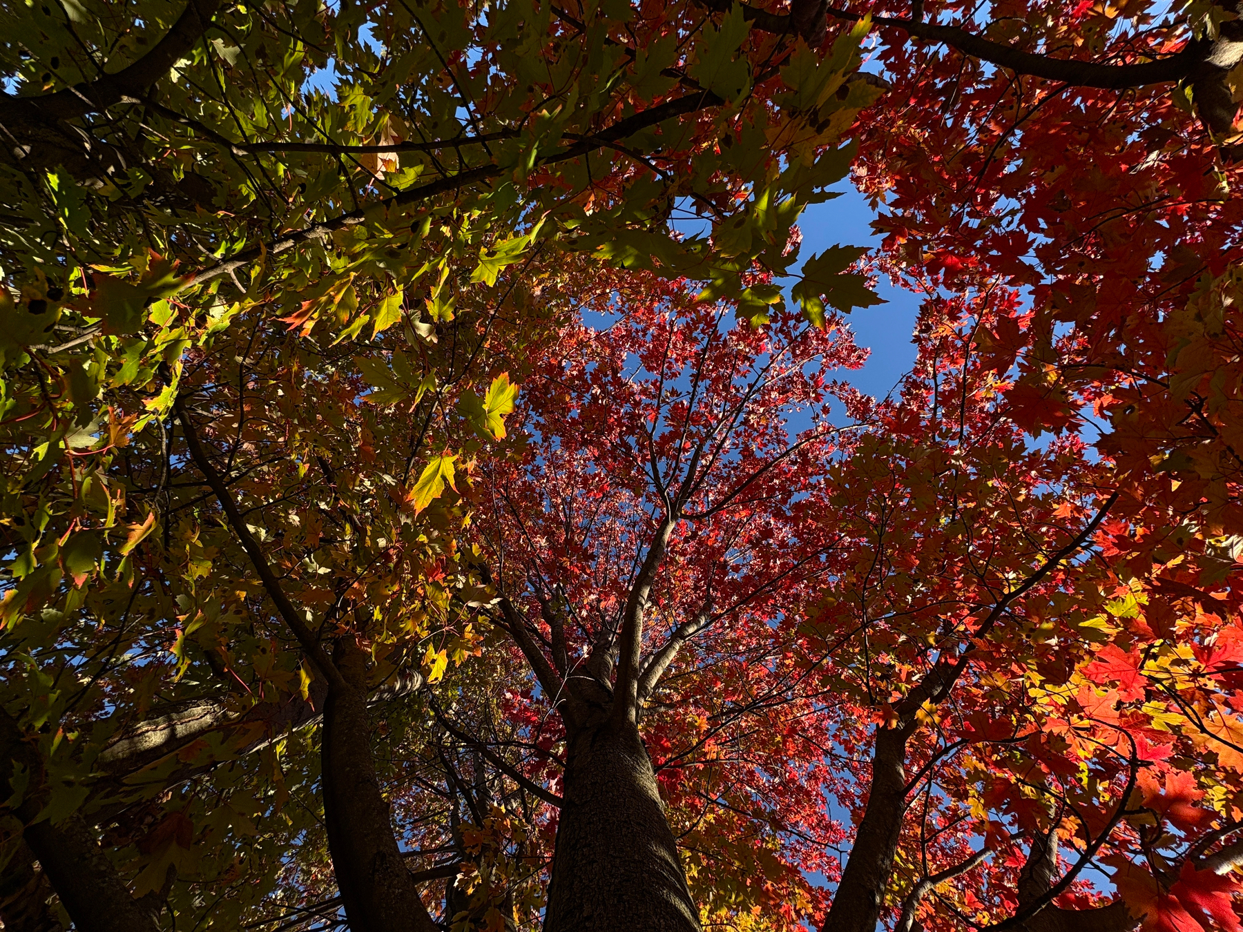 Colorful autumn leaves in shades of red, yellow, and green cover the branches of a maple tree against a clear blue sky.