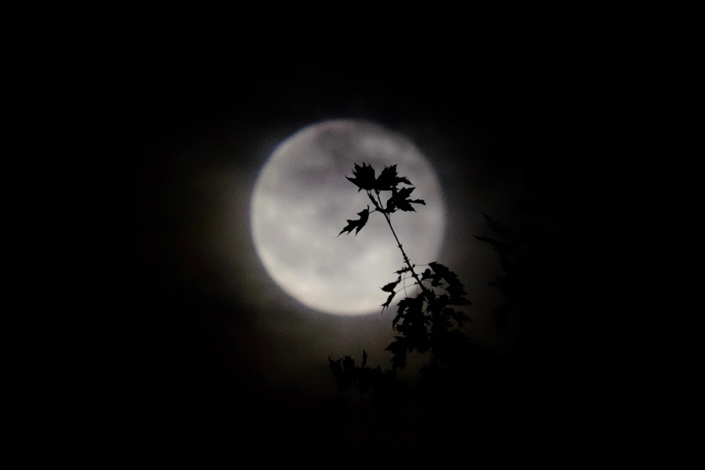 A bright full moon shines through a dark sky with the silhouette of a small branch and leaves in the foreground.