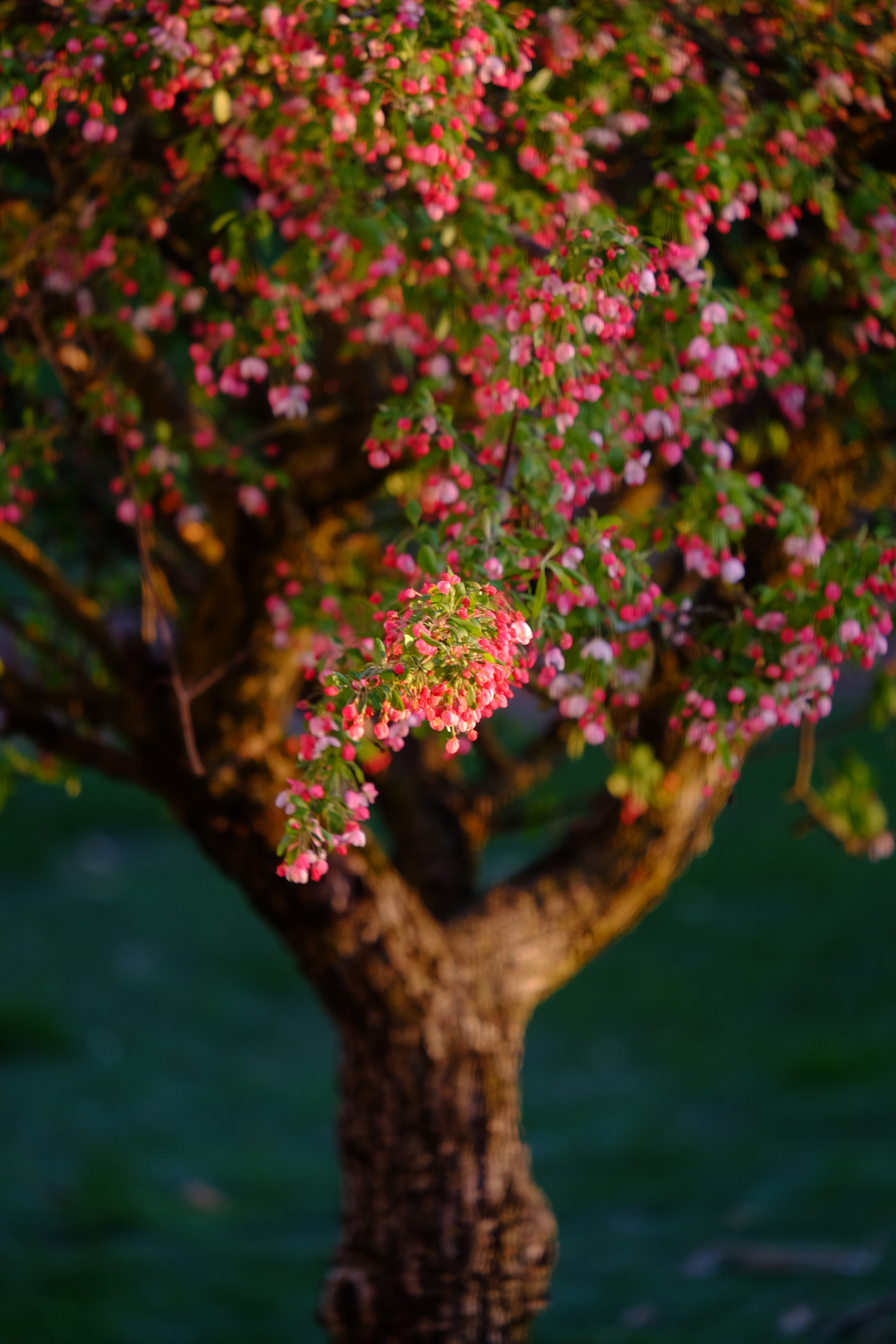 A tree with a rough trunk is adorned with clusters of pink blossoms set against a green backdrop.