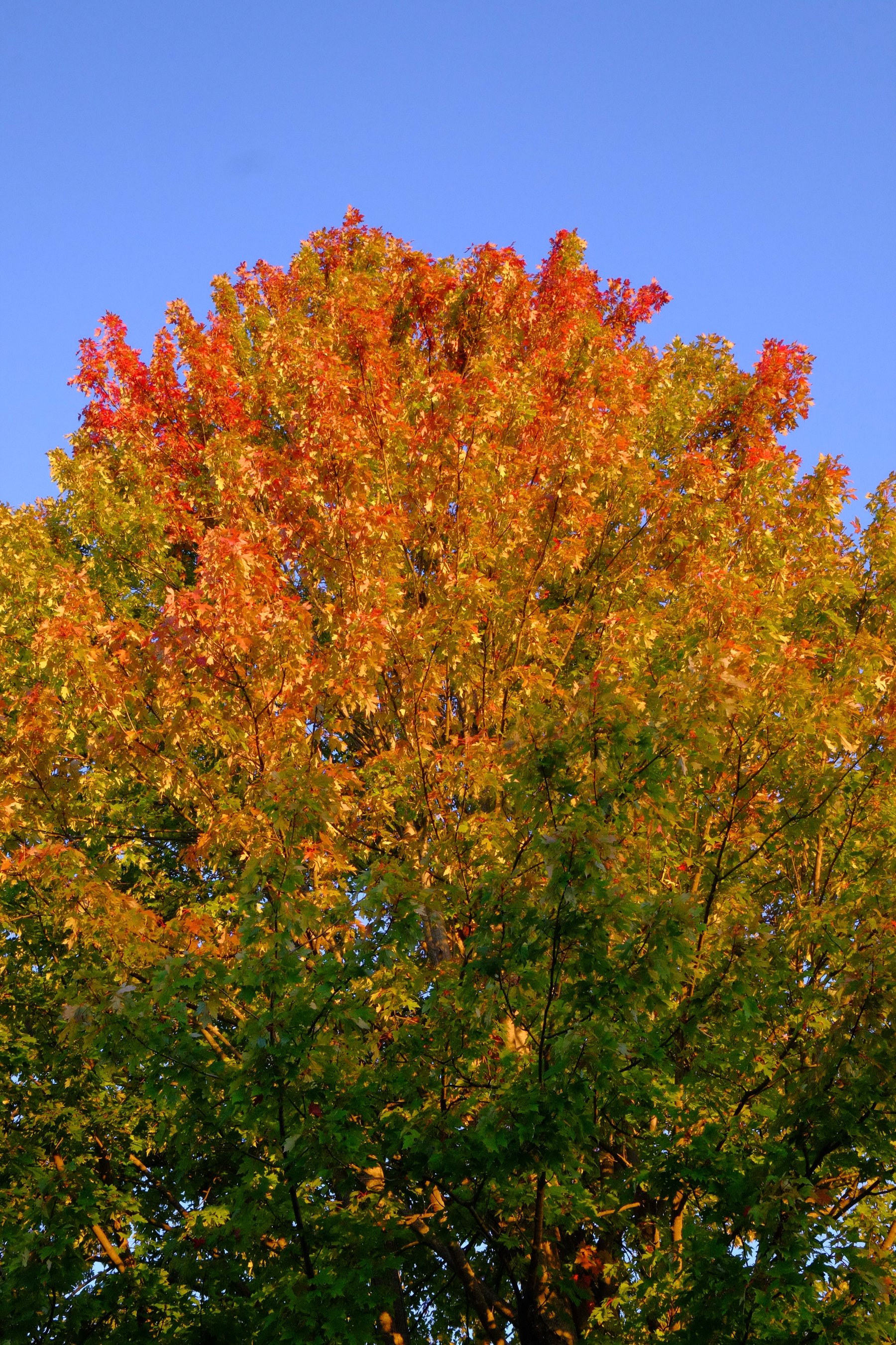 A tall tree displays vibrant autumn foliage with a mix of green, yellow, orange, and red leaves against a clear blue sky.