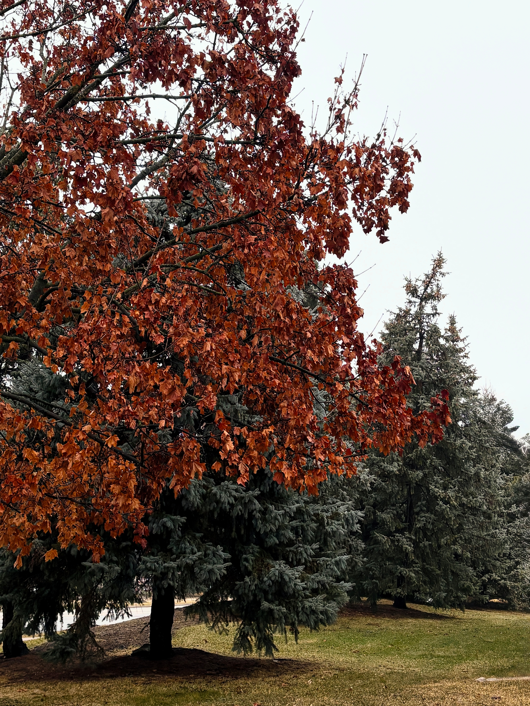 A tree with vibrant orange-red foliage stands next to evergreen trees on a grassy area.
